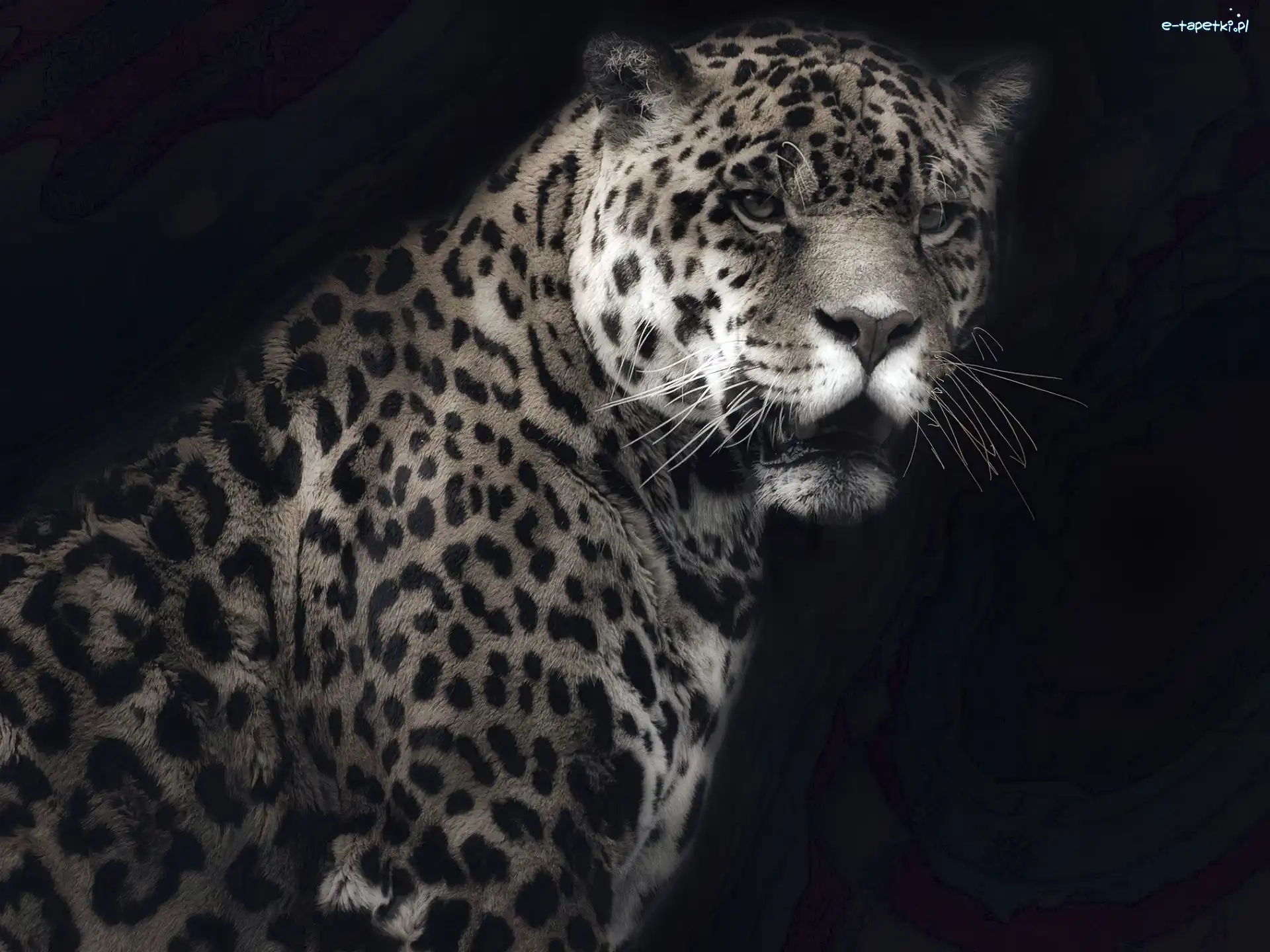 Tło, Czarne, Jaguar