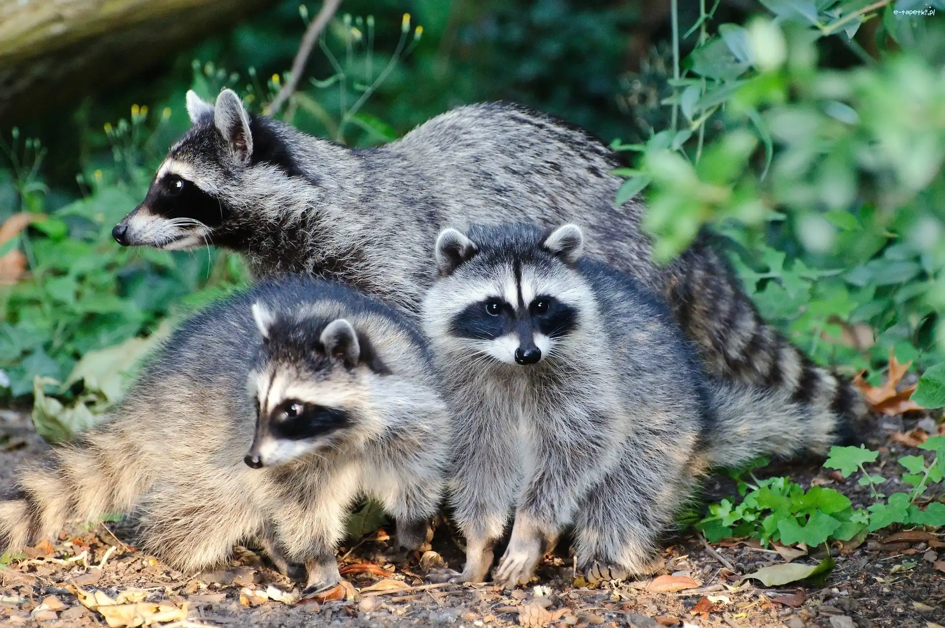 Rodzinka, Szopy, Trzy