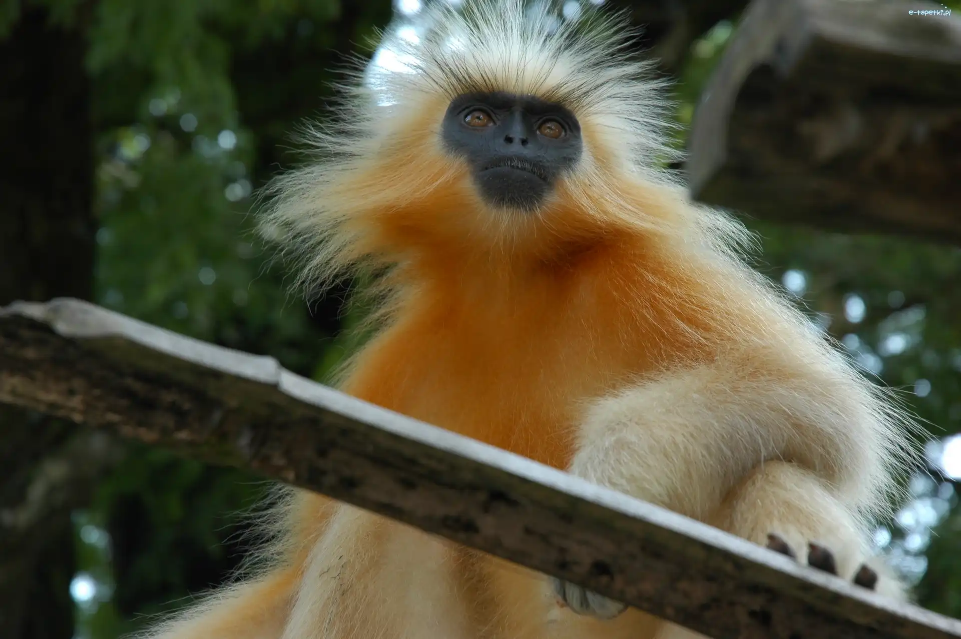 Deska, Złoty Langur, Małpa