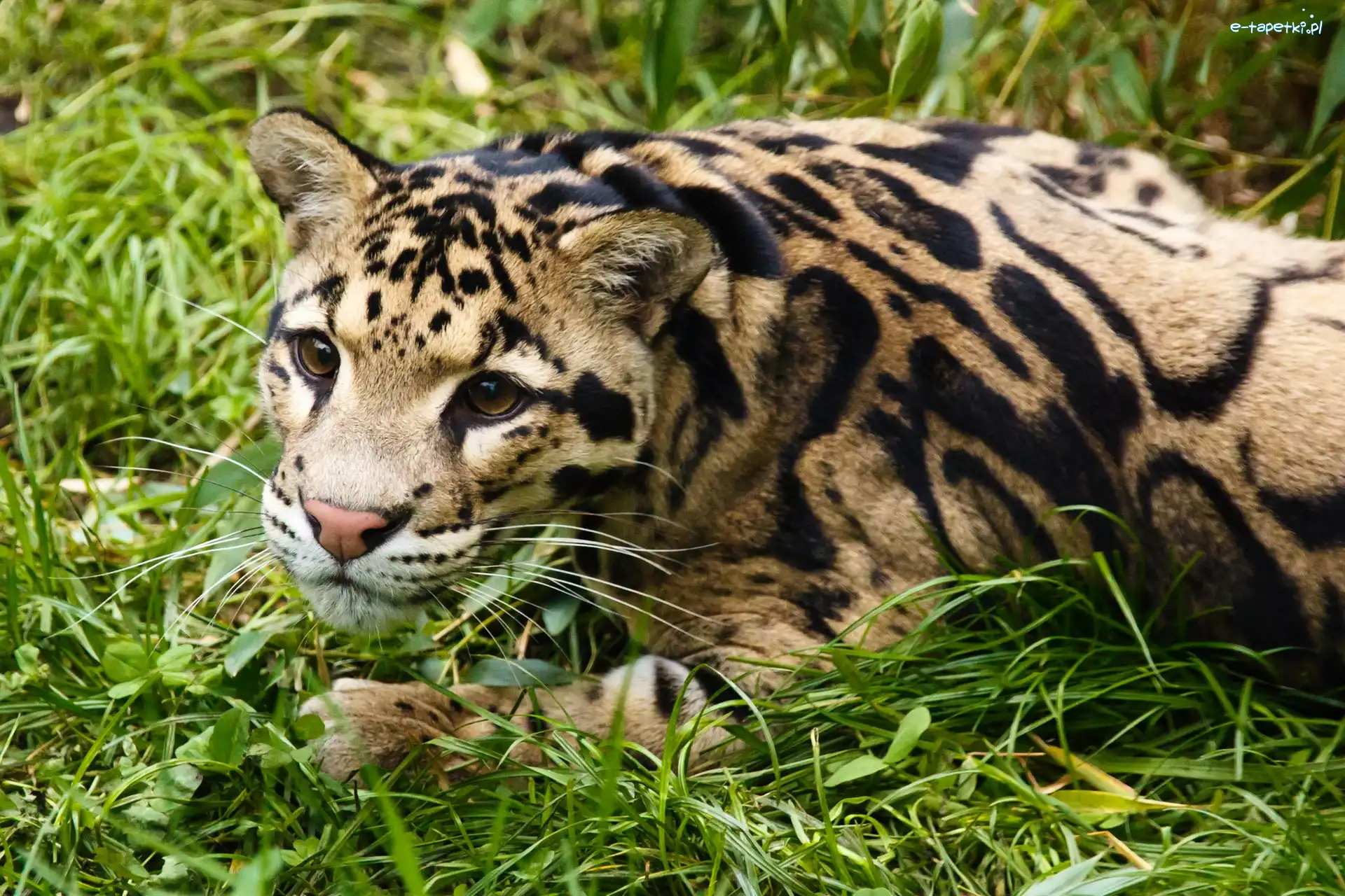 Trawa, Ocelot