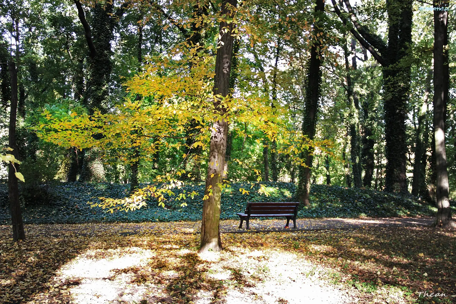 Ławka, Park, Jesienny