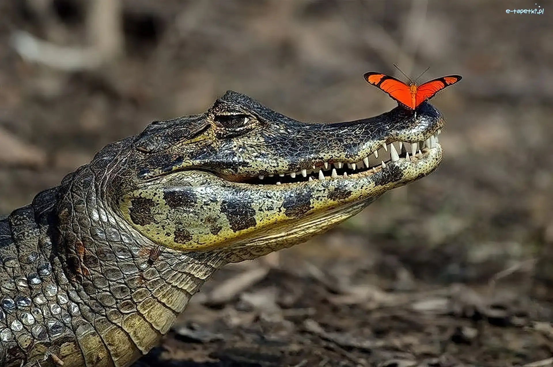 Motyl, Krokodyl