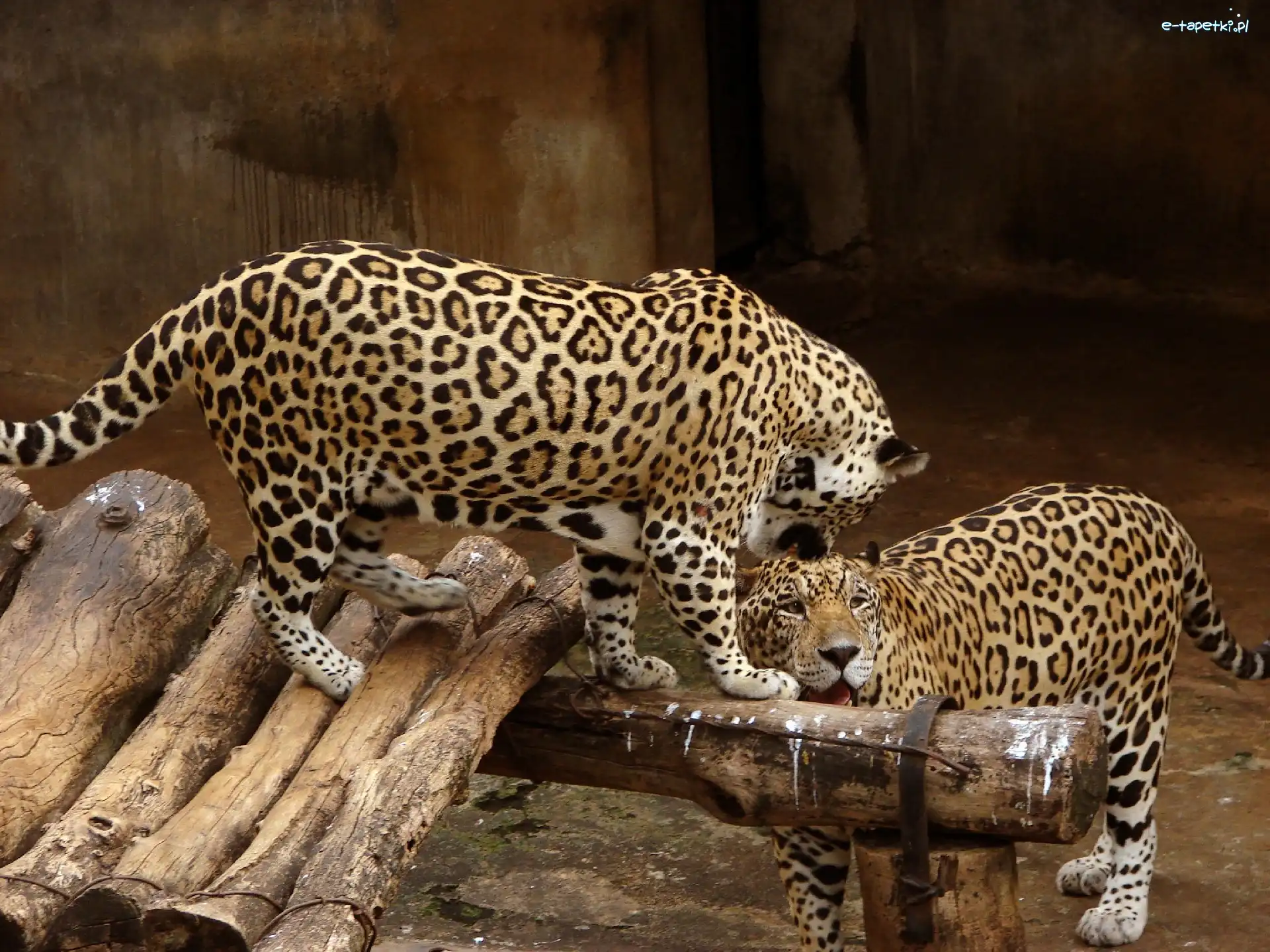 ZOO, Para, Jaguary