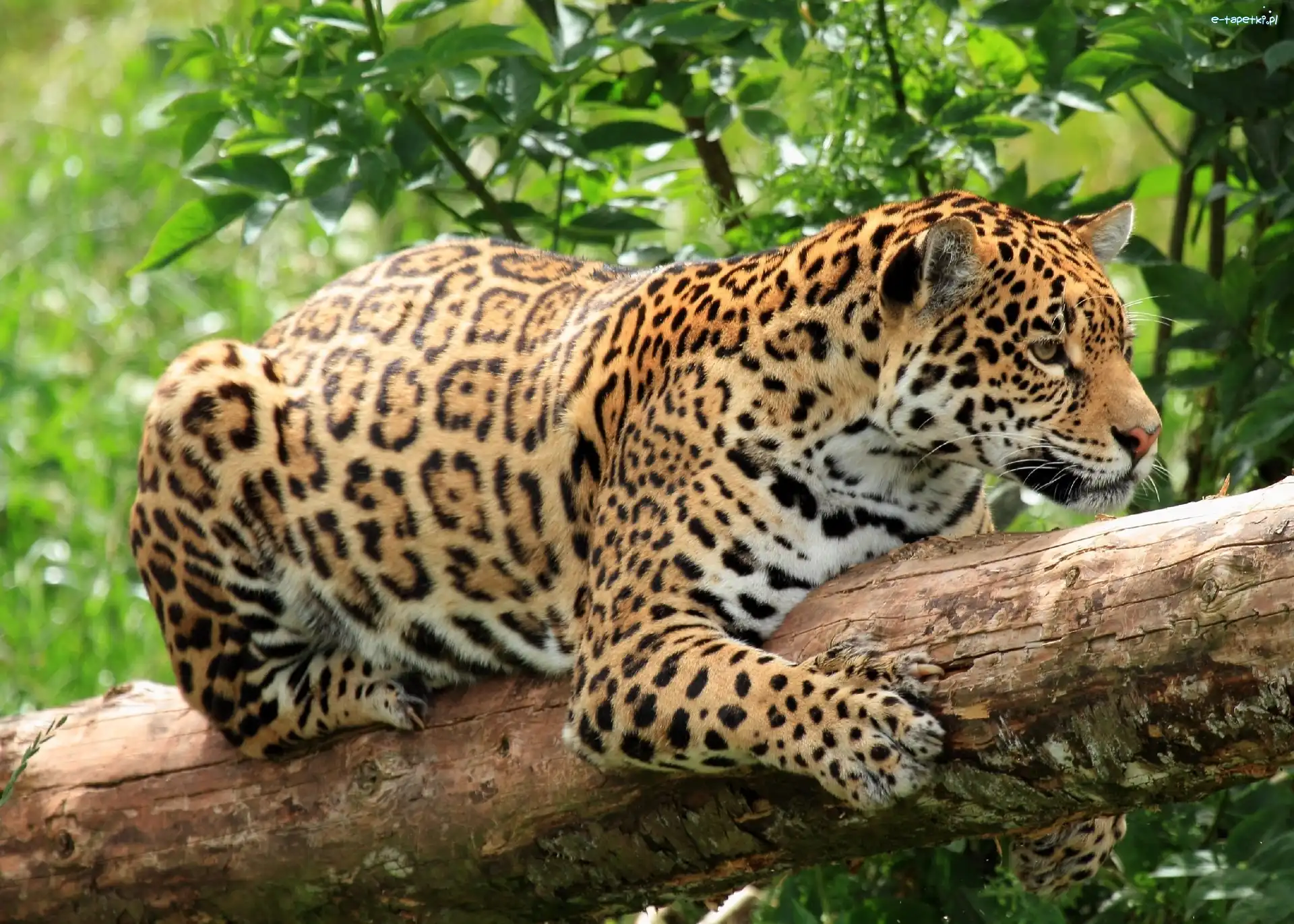Drzewo, Jaguar amerykański