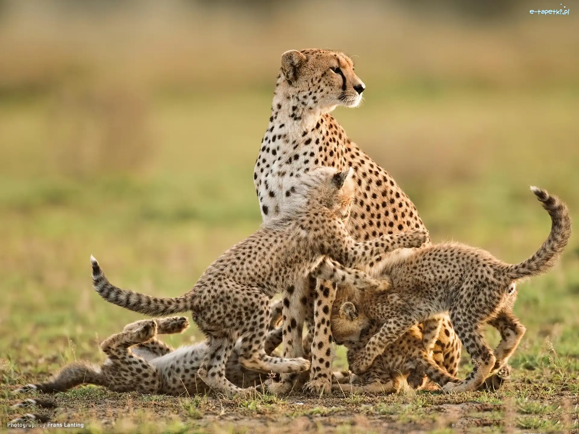 Małe, Gepard, Mama