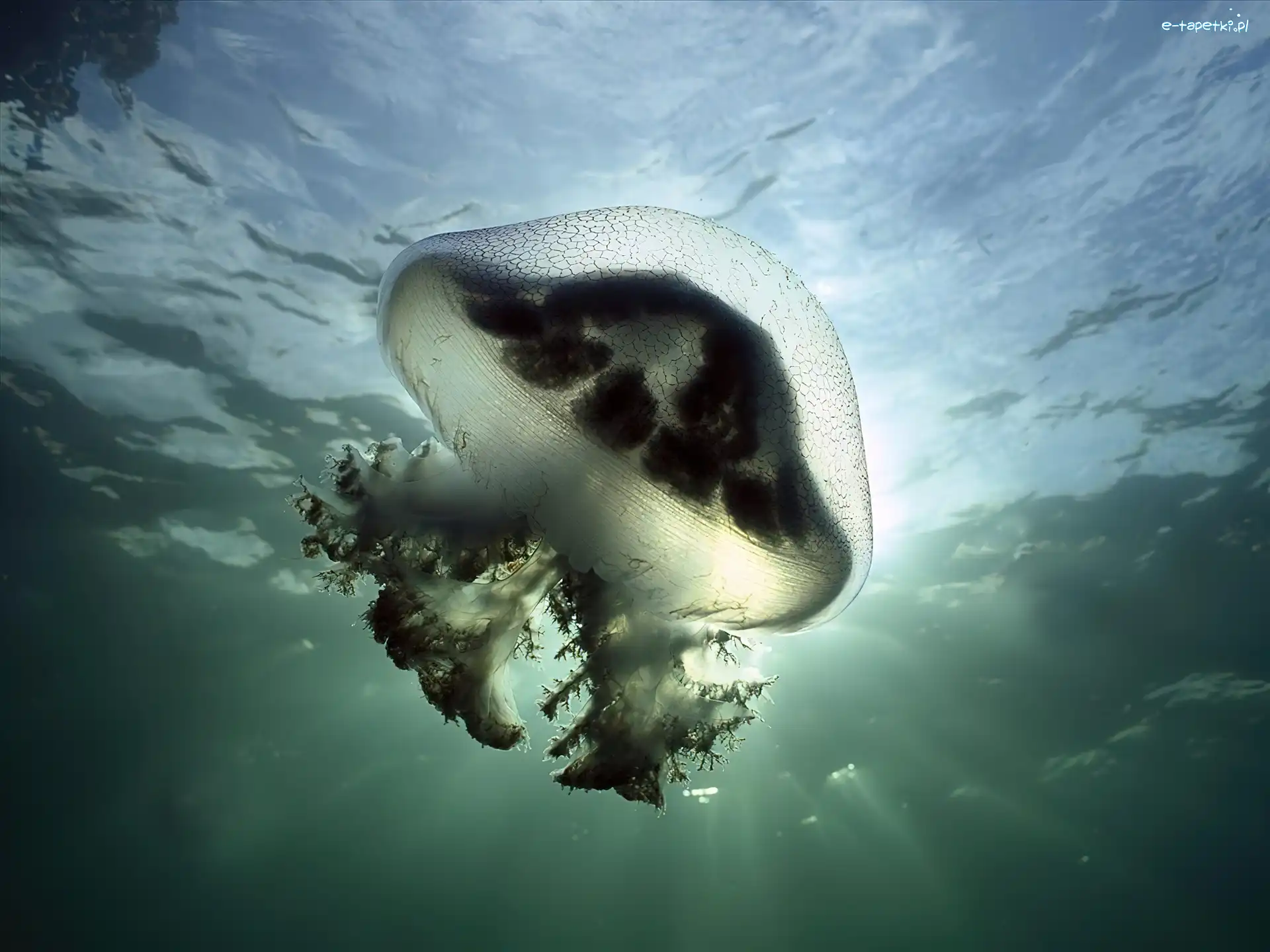 Meduza, Szara