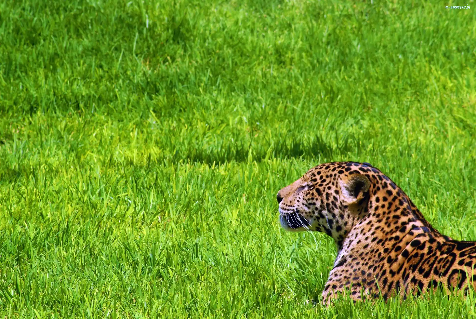 Trawa, Jaguar, Odpoczywajacy