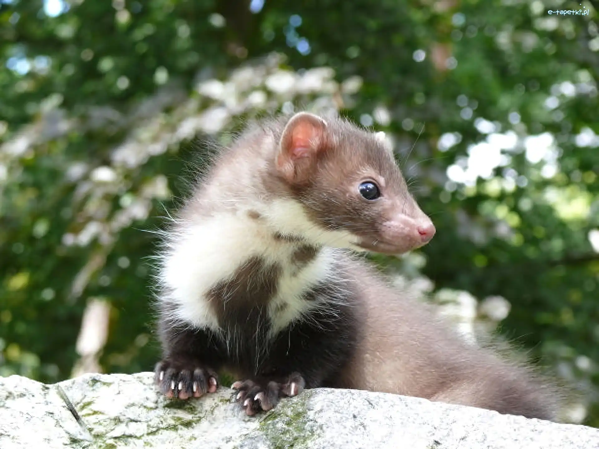 Łasica