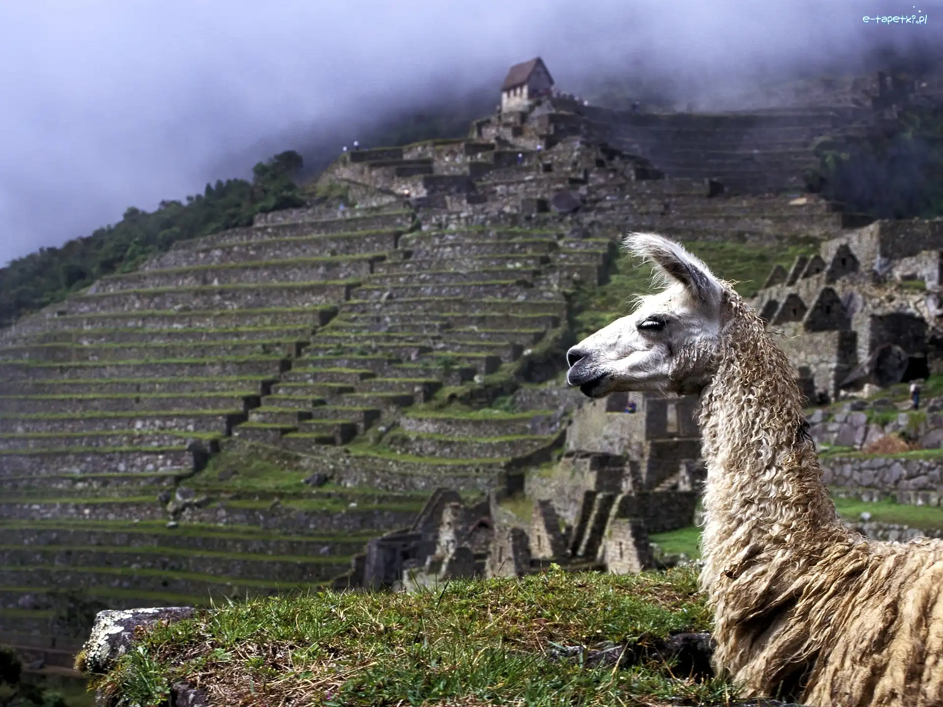 Peru, Machu Picchu, Lama
