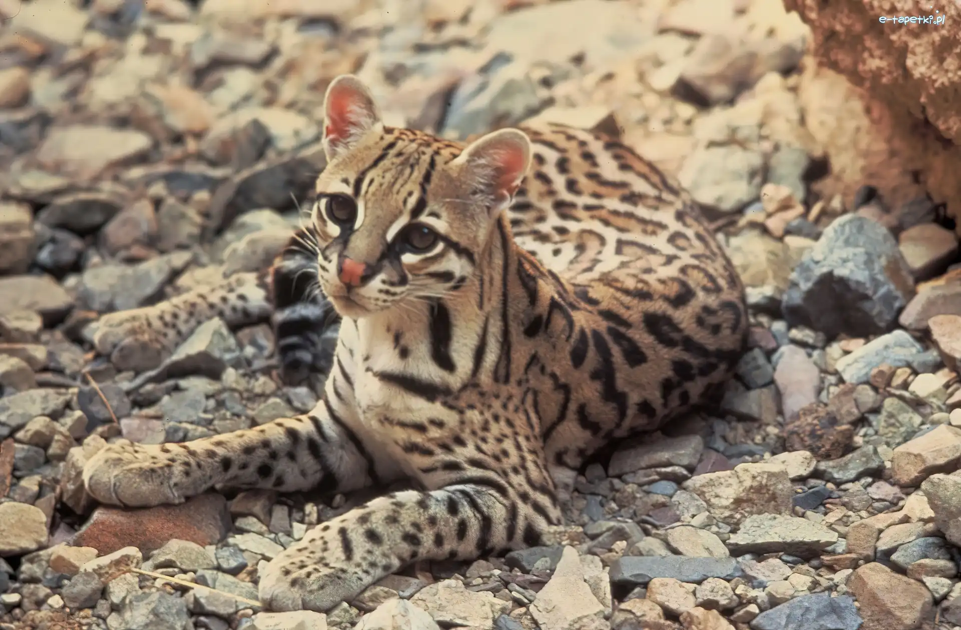 Kamienie, Ocelot, Młody