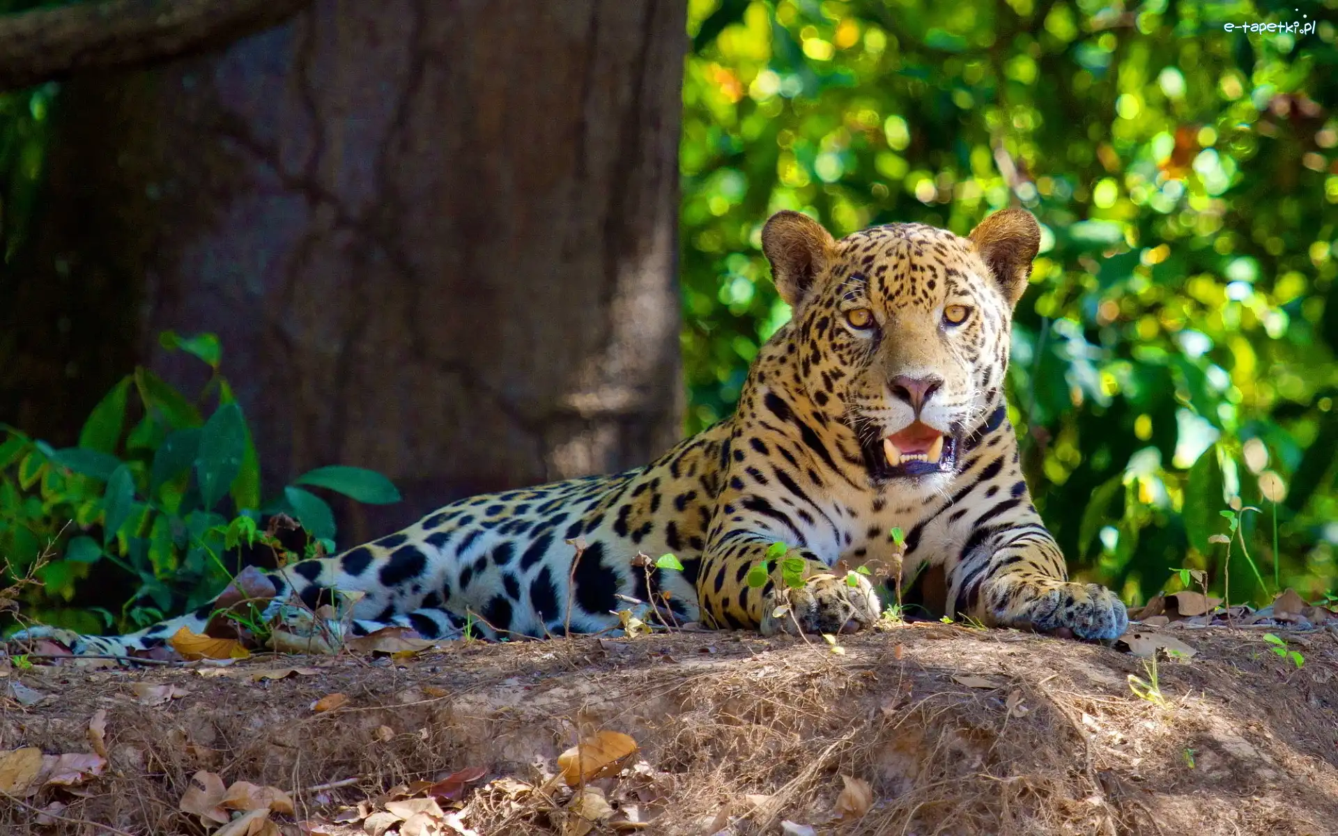 Las, Jaguar, Leżący