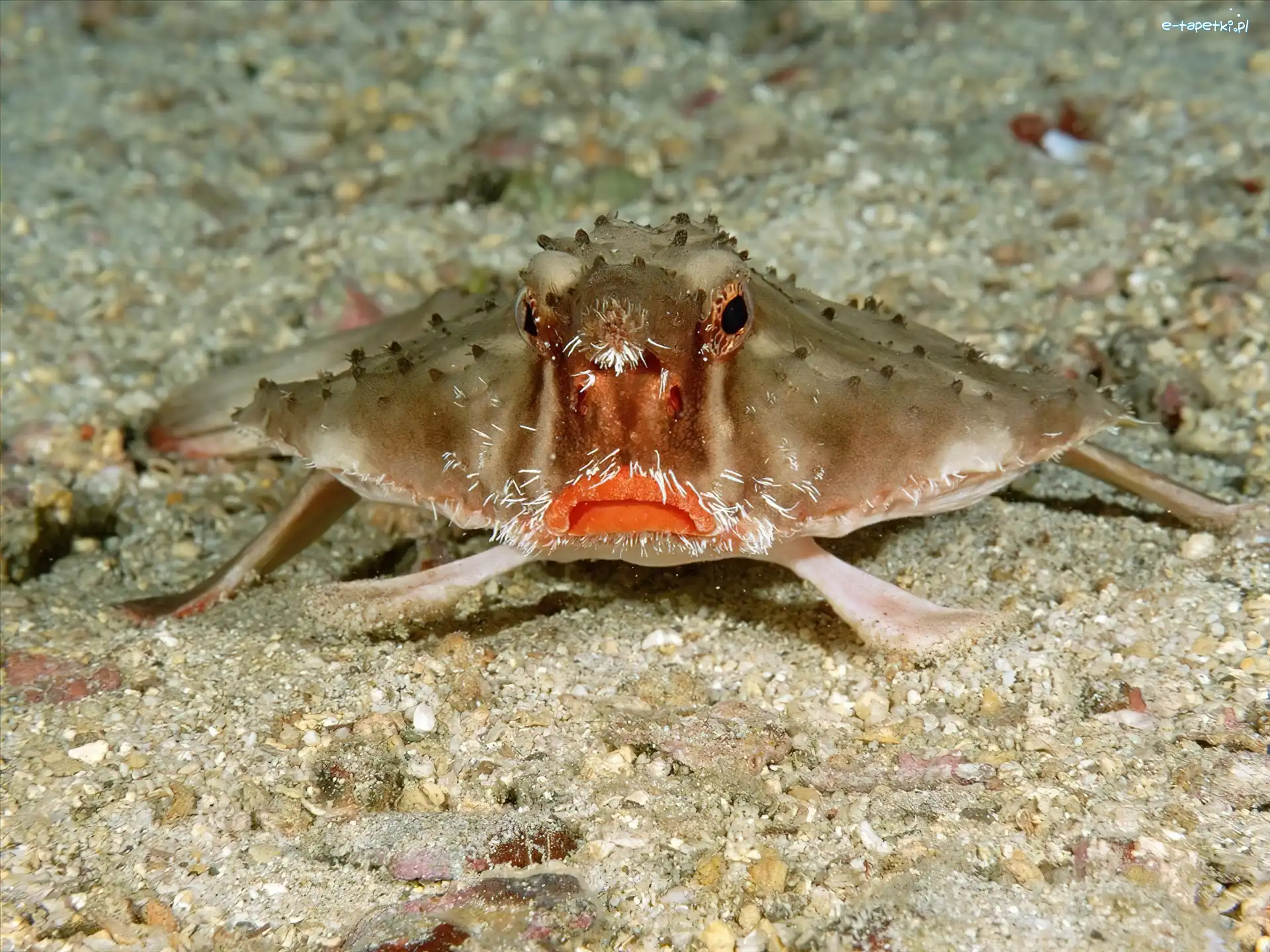 155767_ryba-lipped-red-batfish.jpg