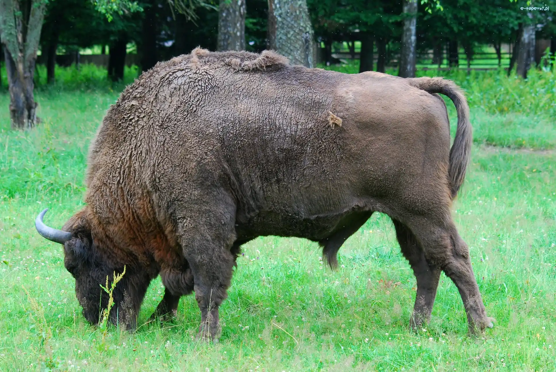 Trawa, Żubr