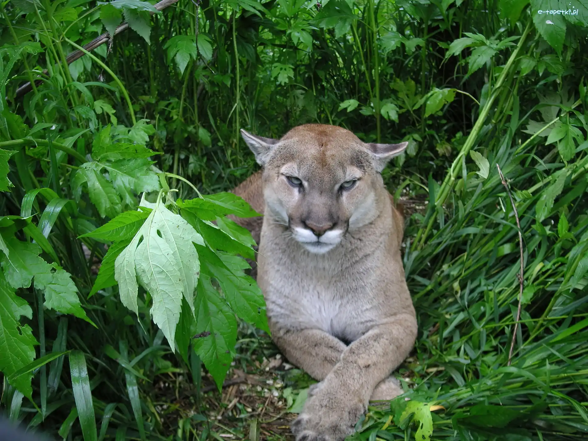 Zieleń, Puma