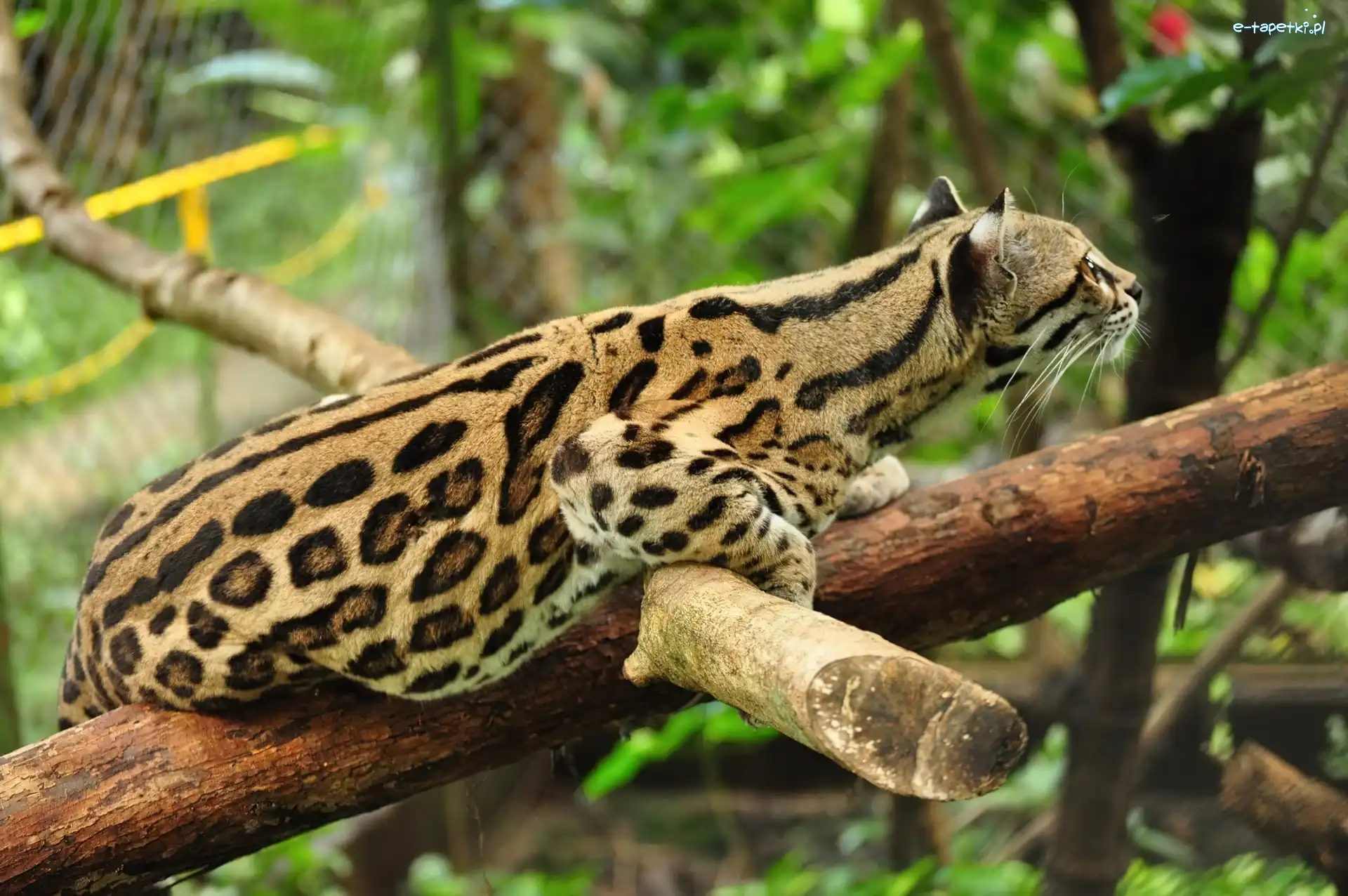 Zoo, Drzewo, Ocelot