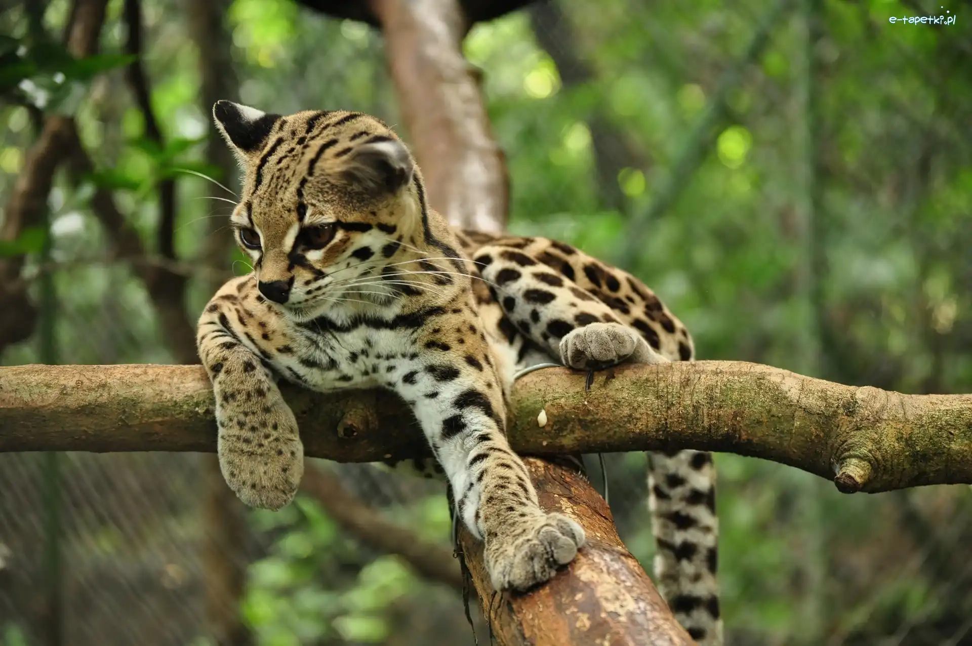 Kociak, Drzewo, Margay, Młody