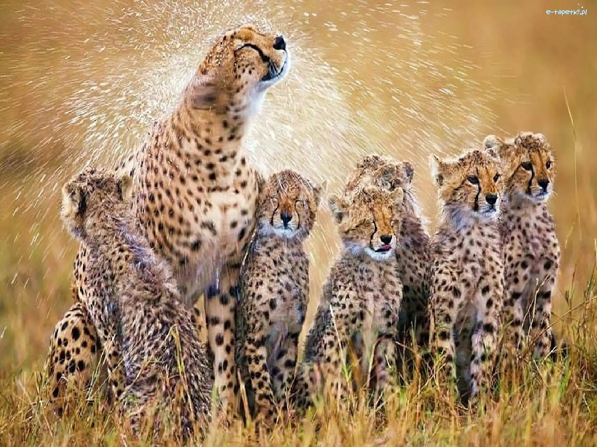 Rodzinka, Młode, Gepard