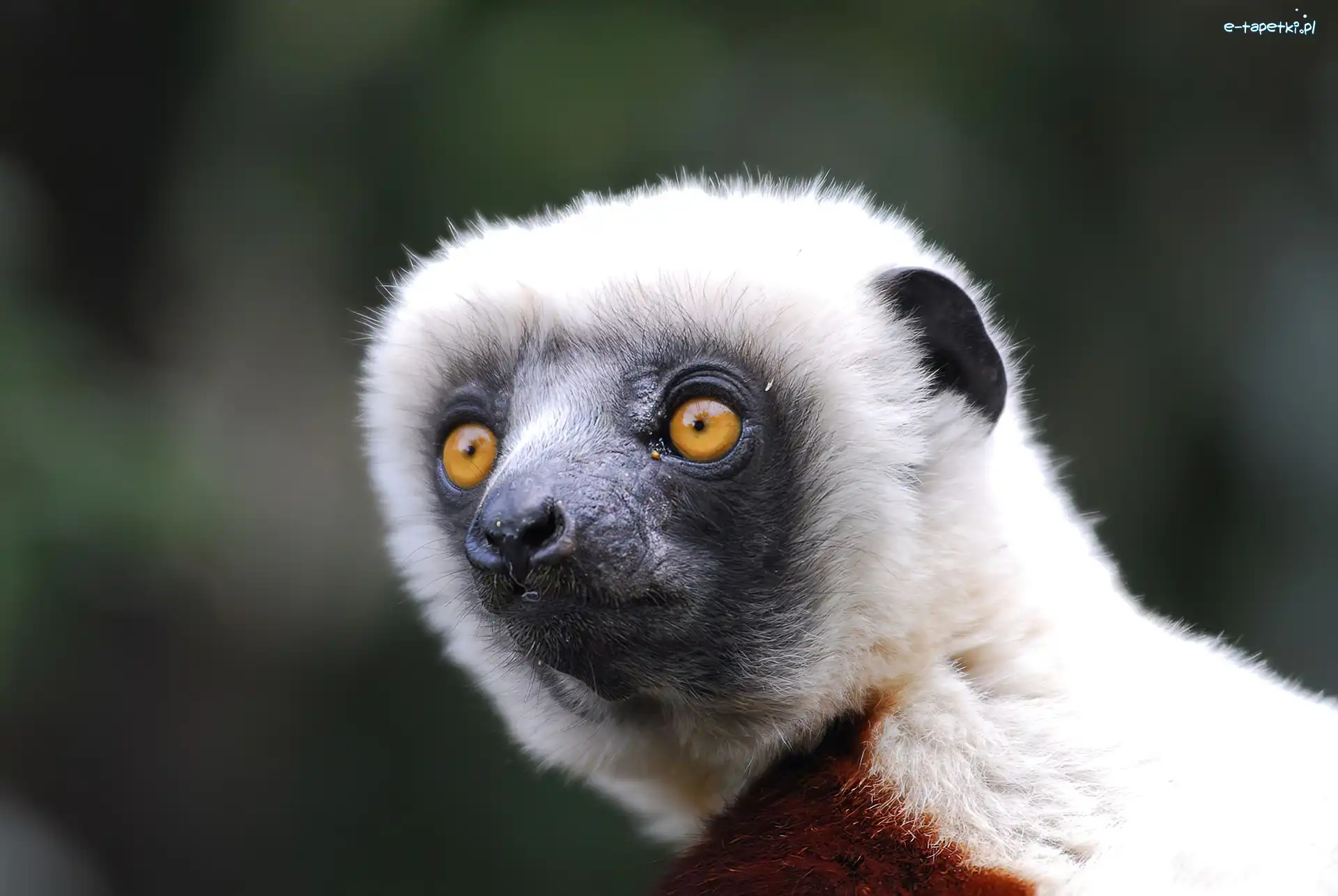 Oczy, Głowa, Lemur