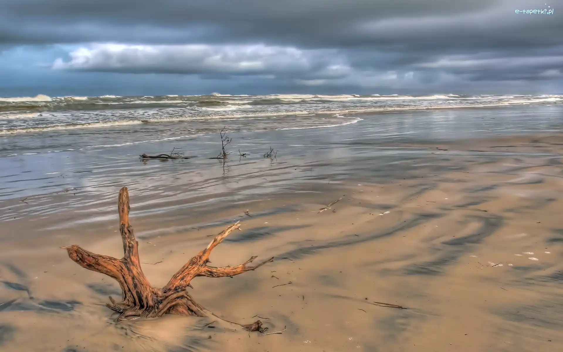 Plaża, Drzewa, Korzeń, Morze
