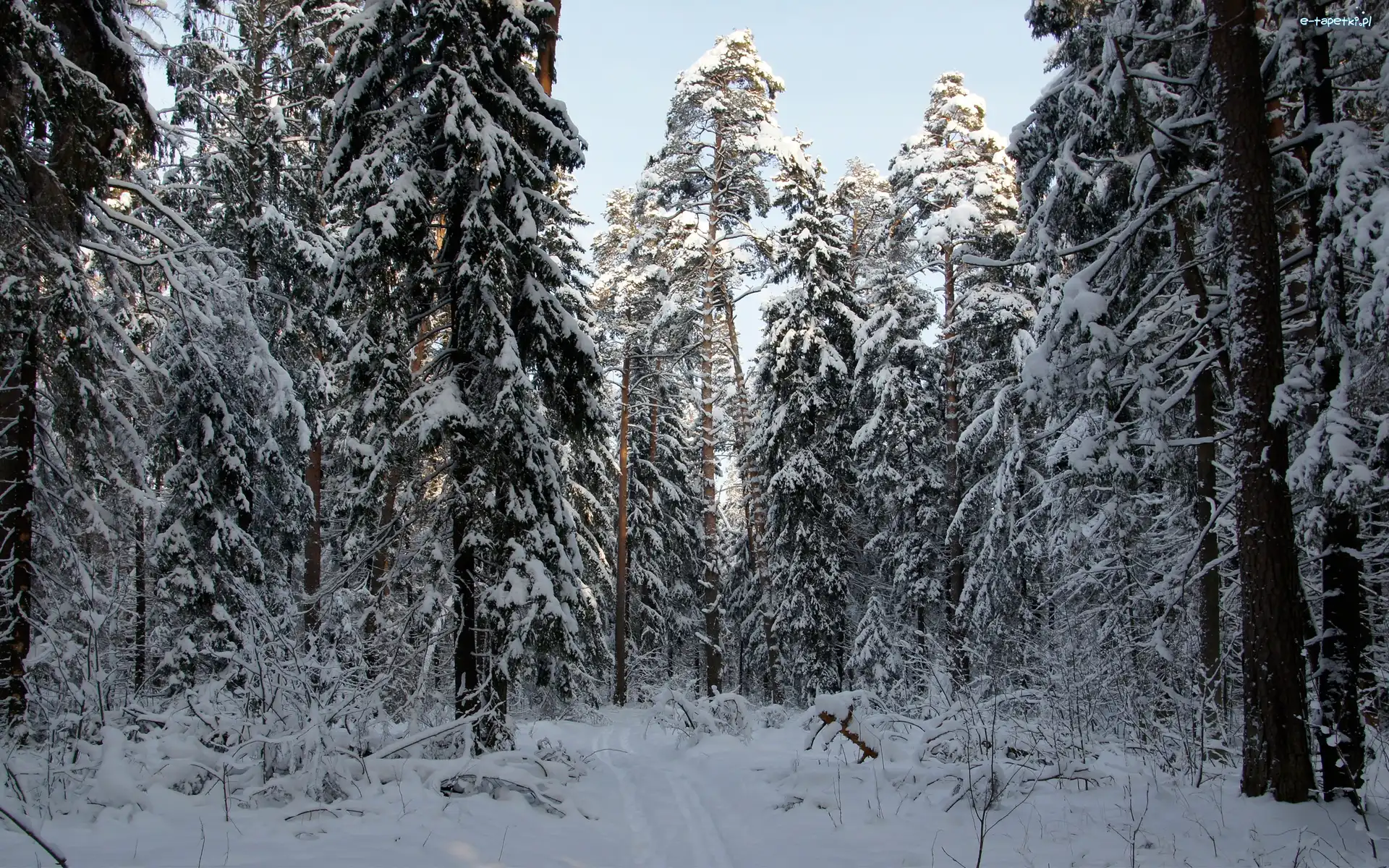 Zima, Śnieg, Las