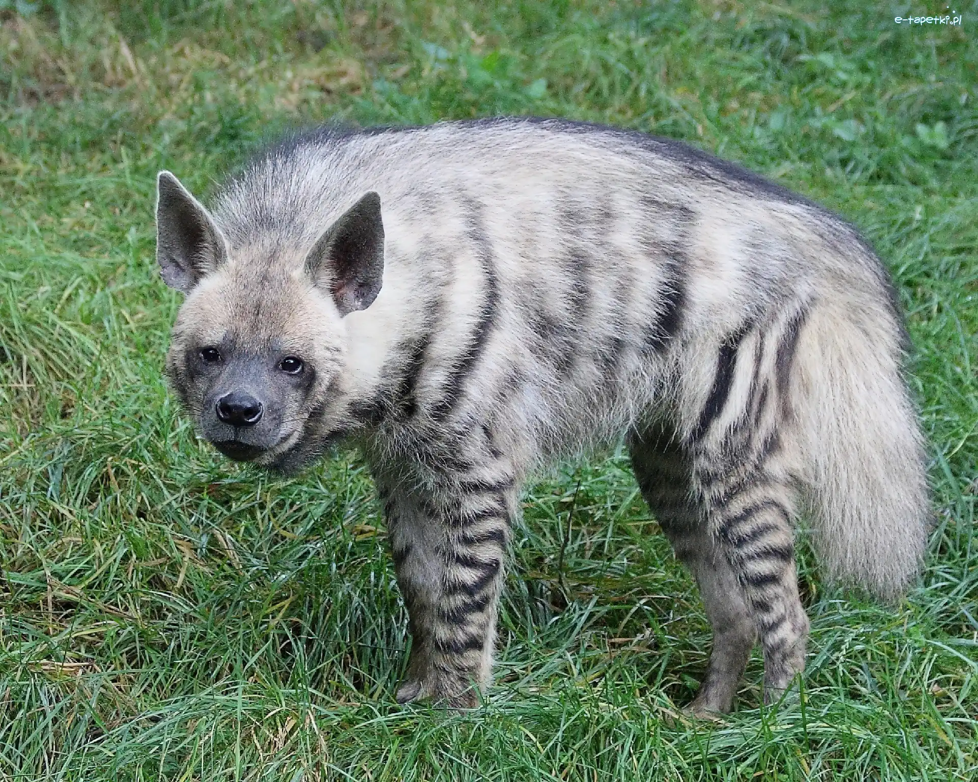Pręgowana, Hiena