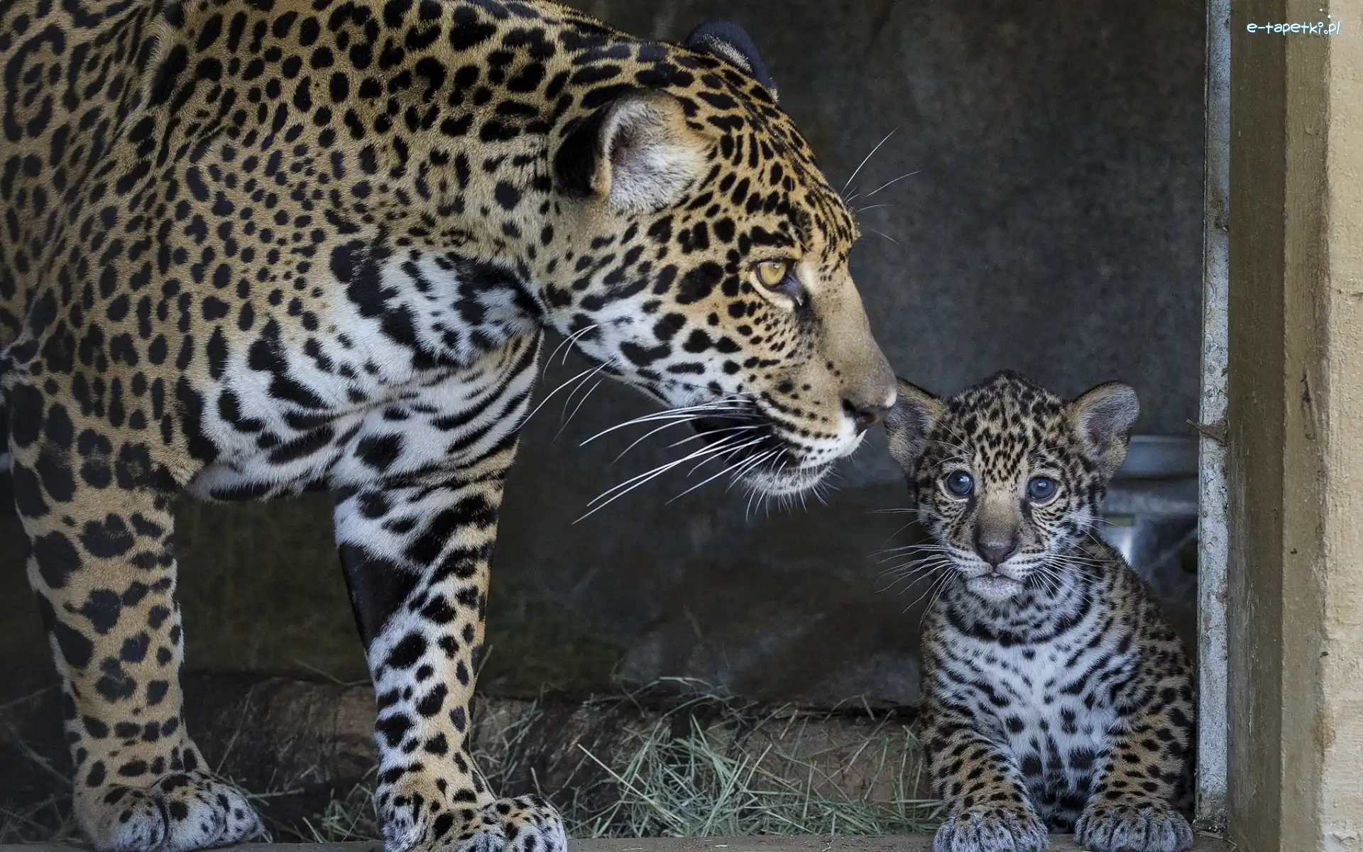 Jaguary, Koty, Dzikie, Młody, Matka