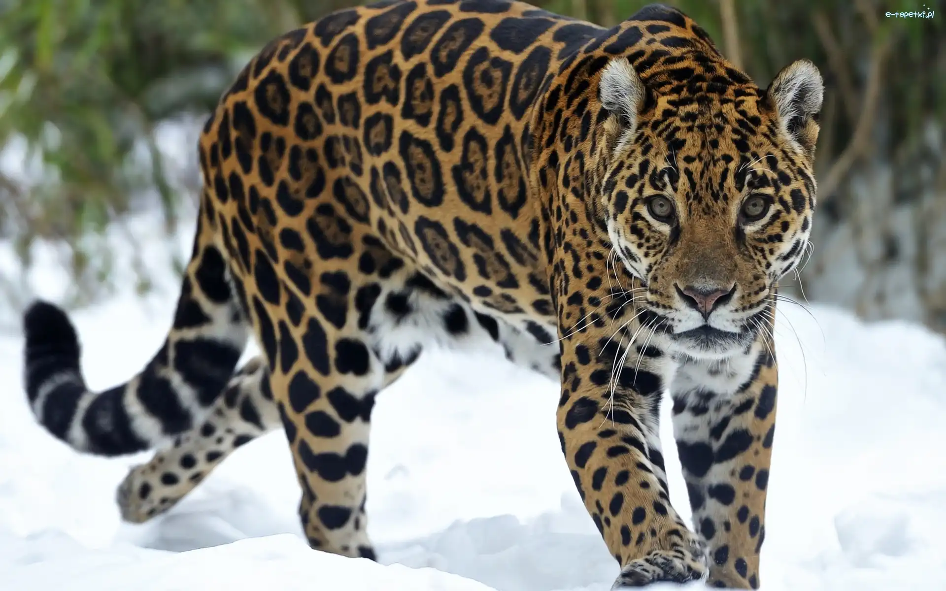 Śnieg, Jaguar