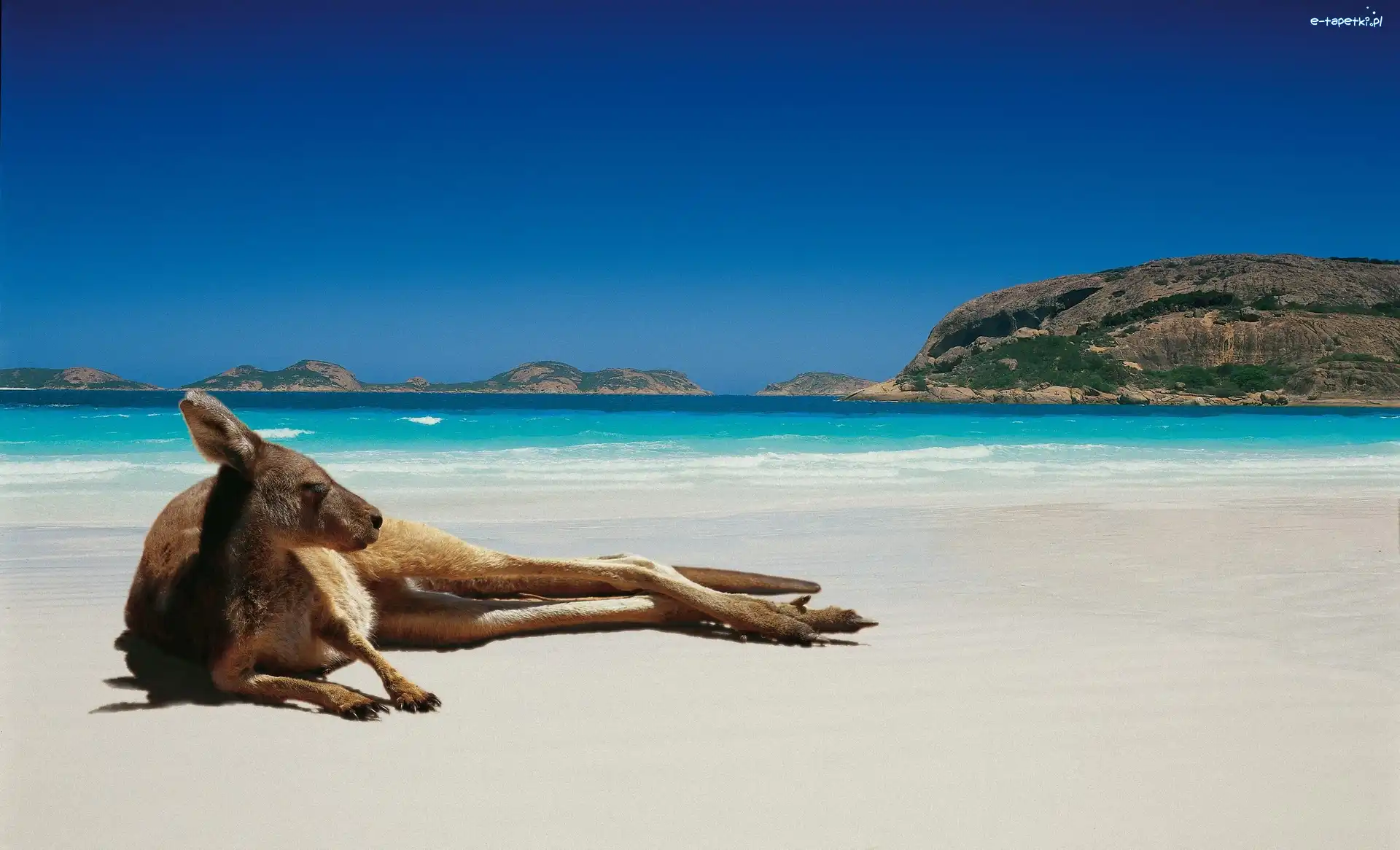 Australia, Plaża, Kangur