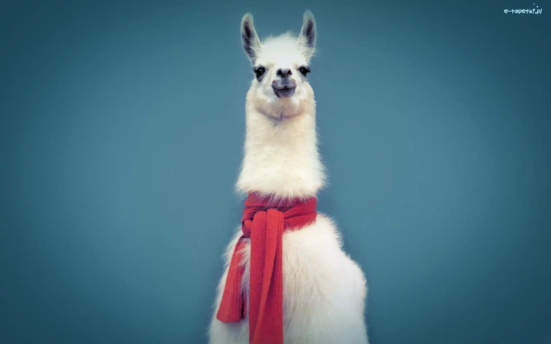 Szalik, Lama