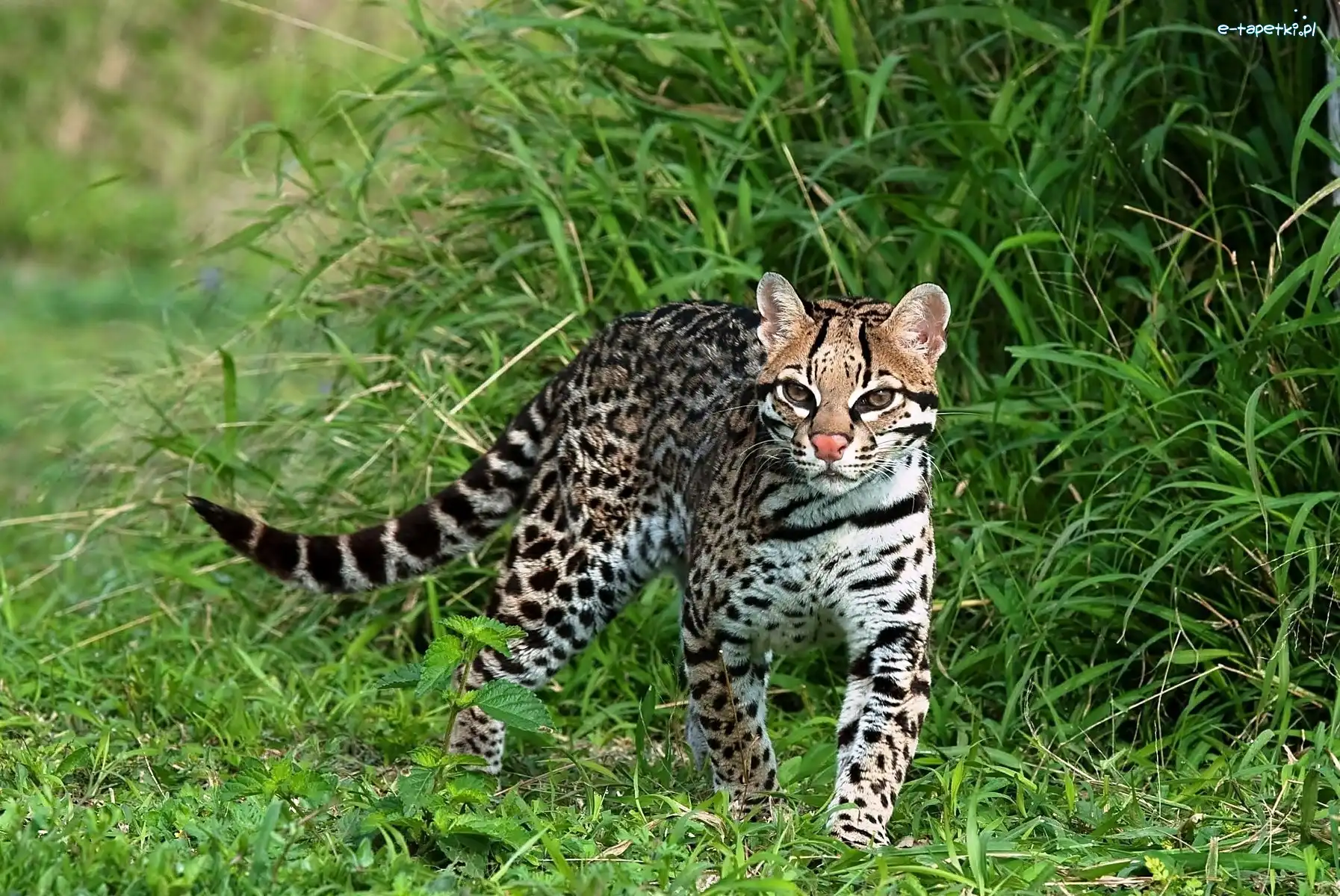 Trawa, Ocelot
