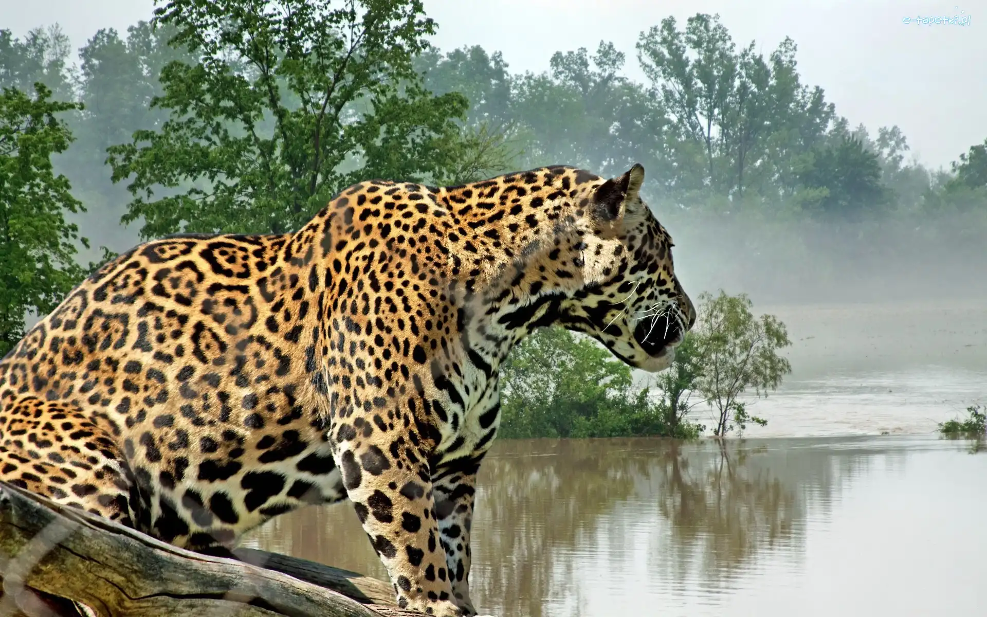 Mgła, Woda, Jaguar