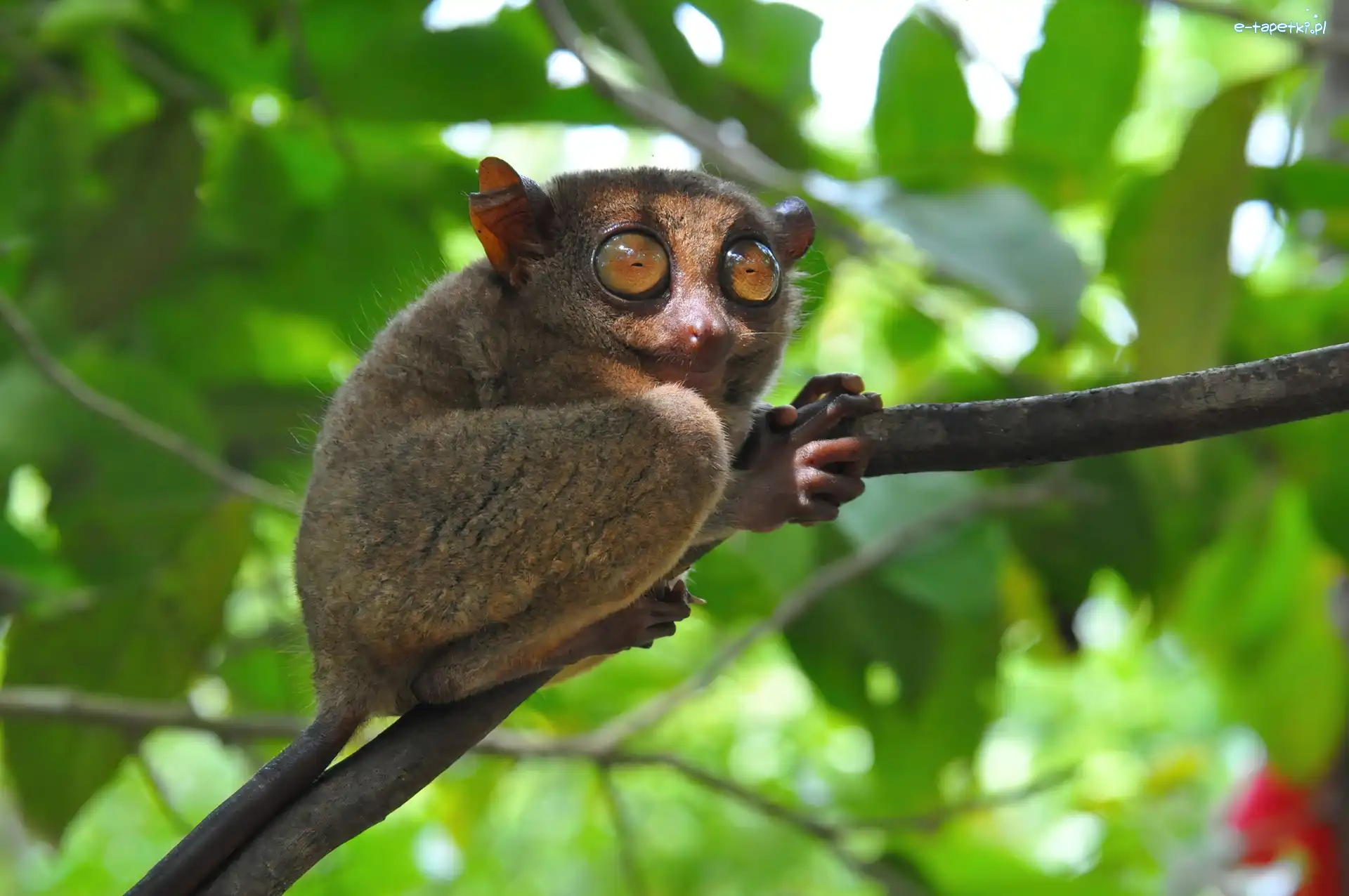 Tarsius, Konar, Małpka, Wyrak