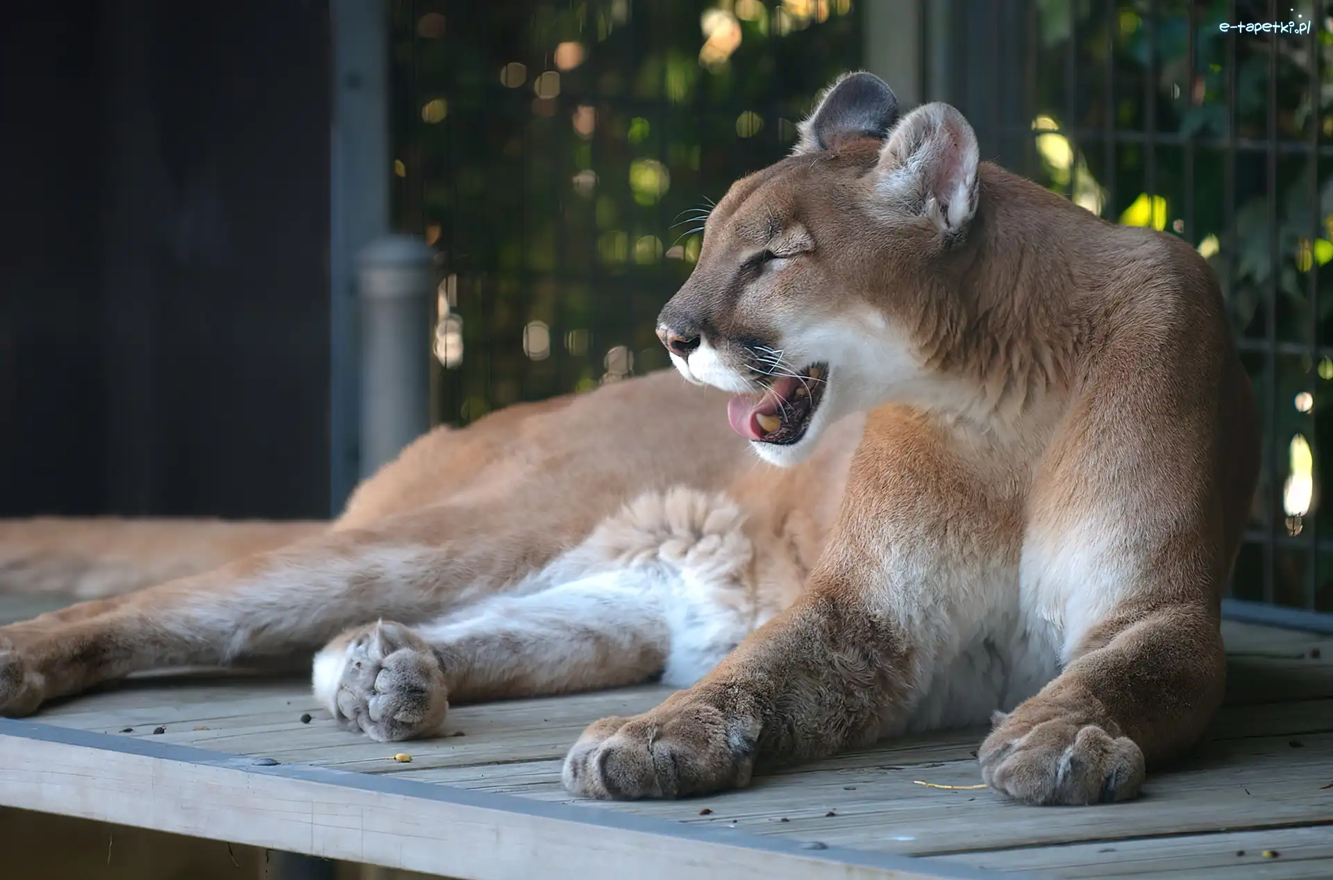 Zoo, Puma