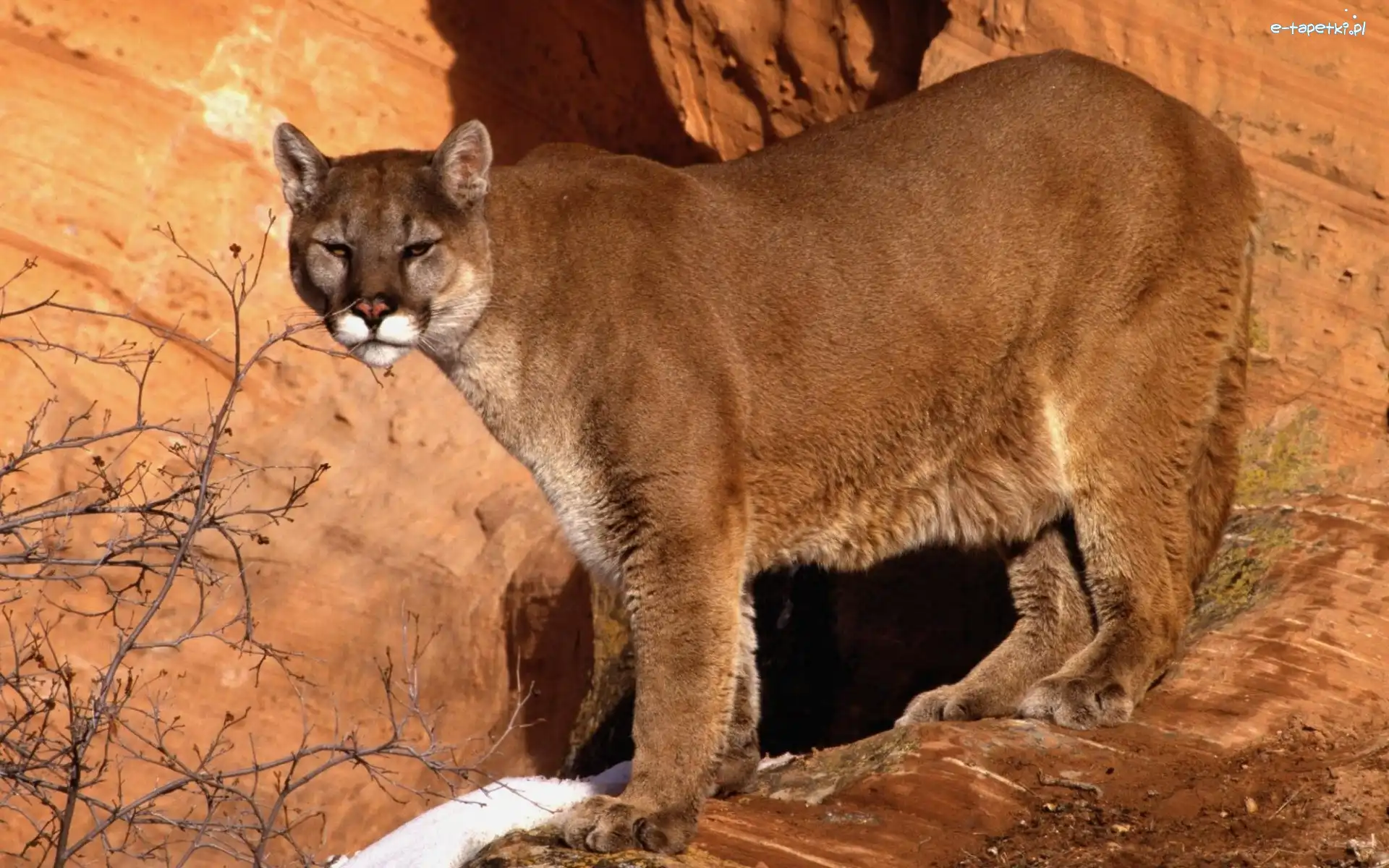 Skała, Puma
