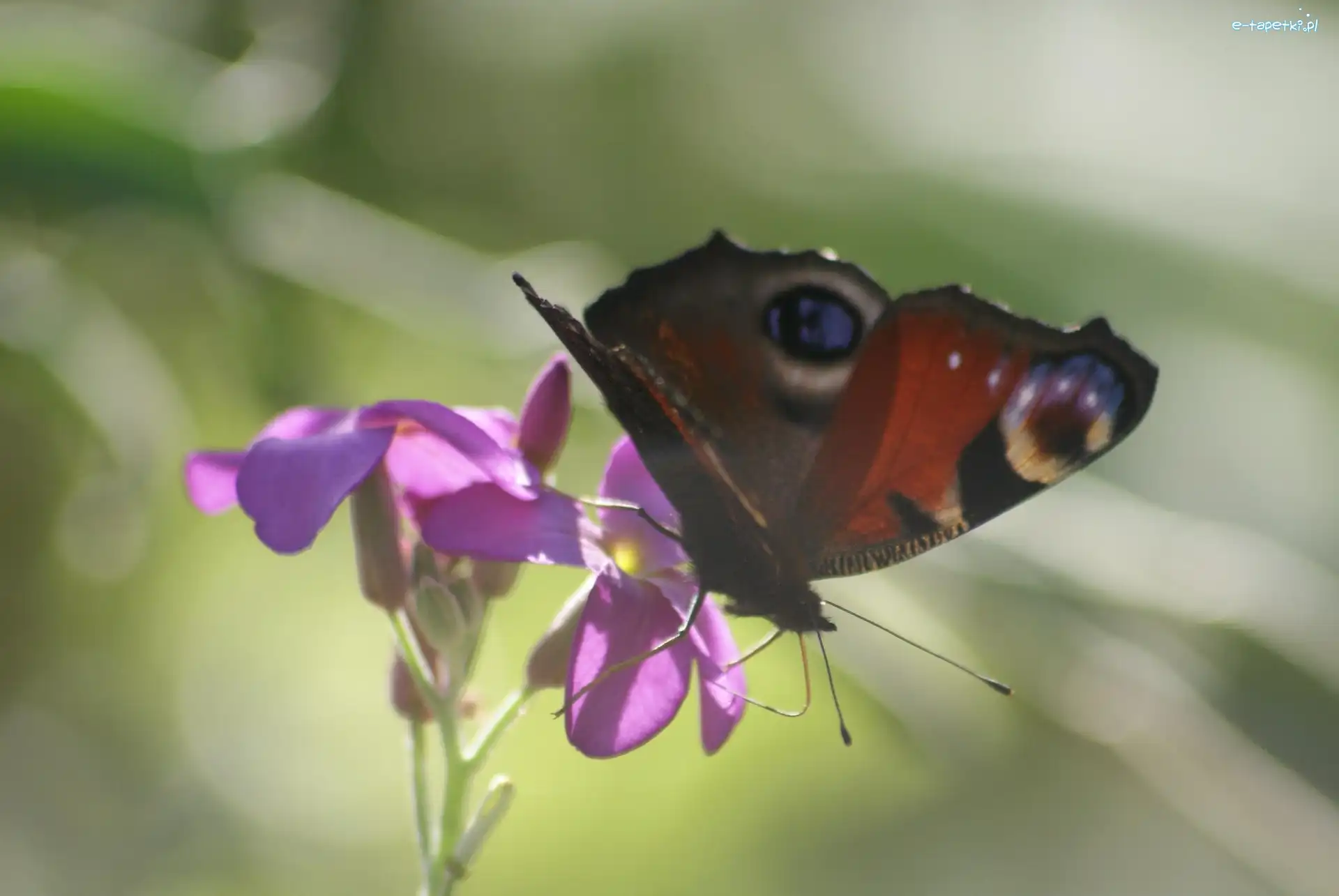 Rusałka pawik, Kwiat, Fioletowy, Motyl