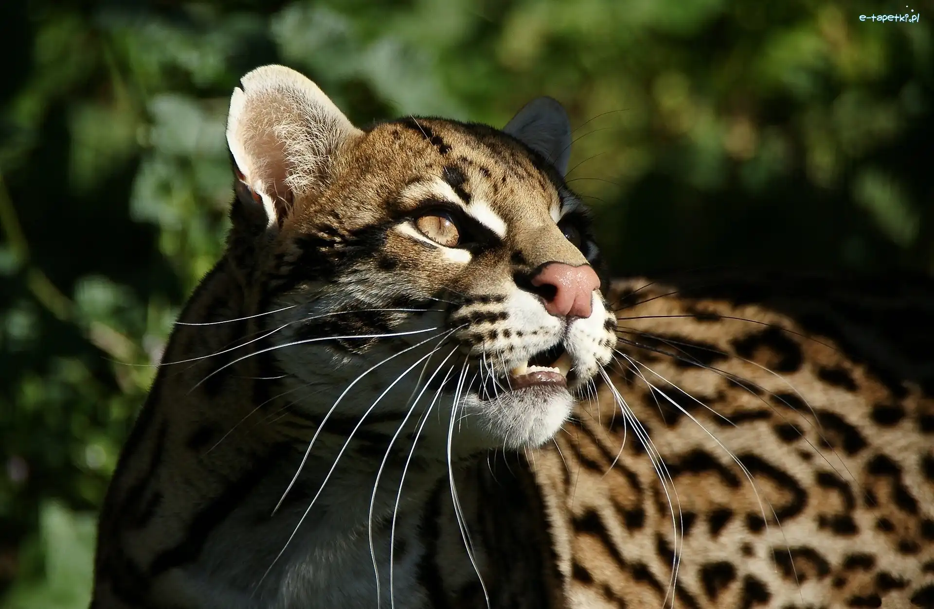 Spojrzenie, Ocelot, Piękny