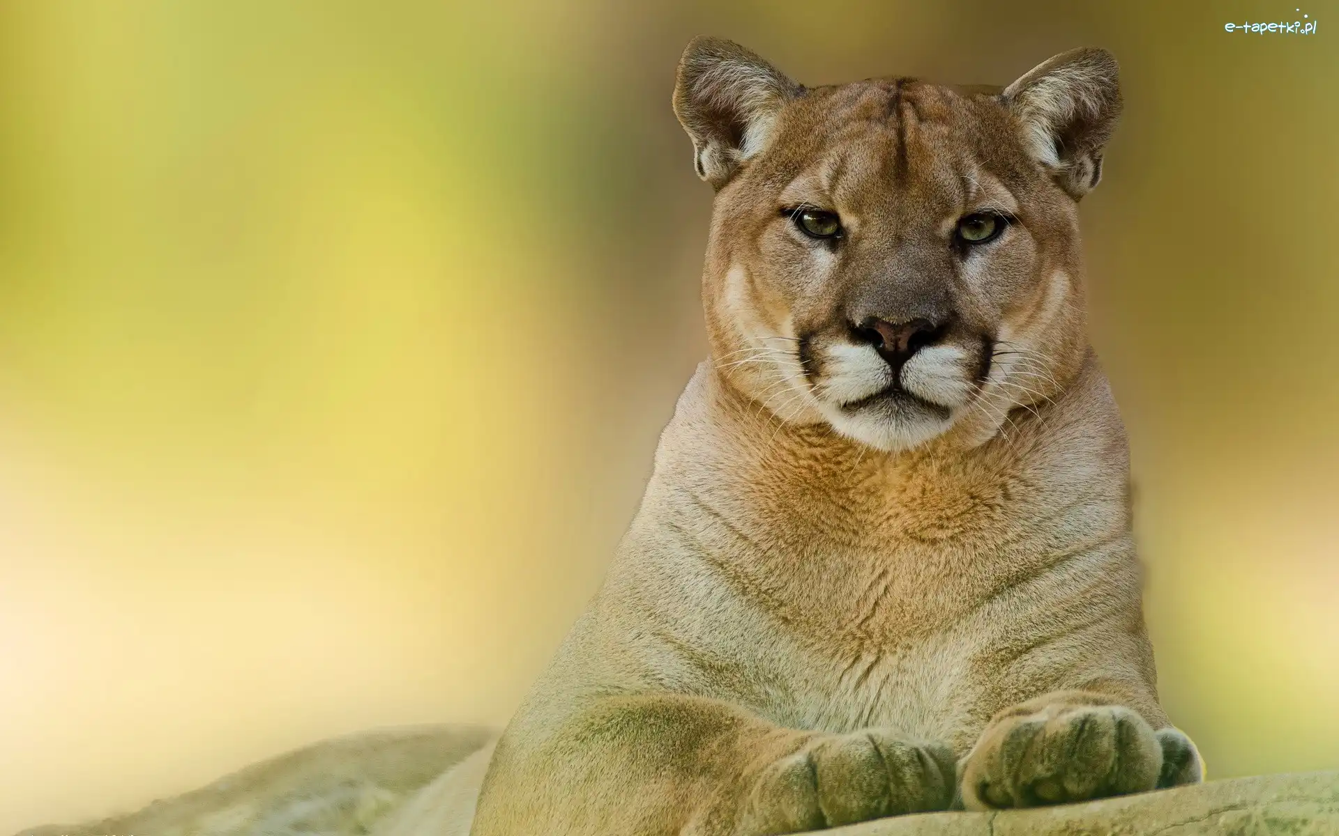 Skała, Puma
