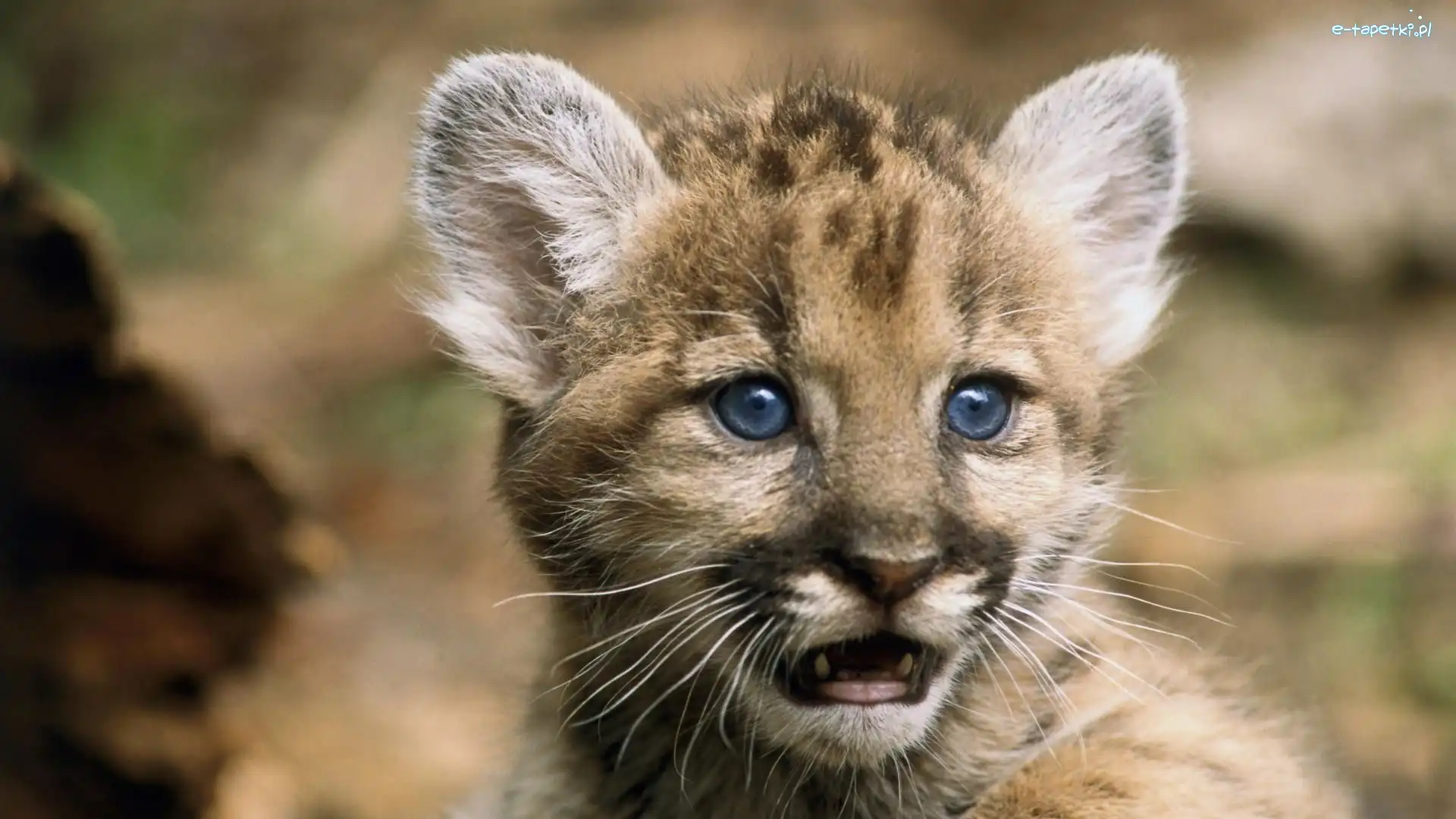 Oczy, Niebieskie, Puma