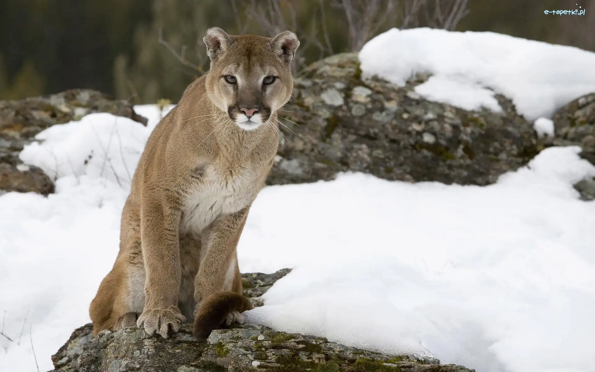 Śnieg, Skała, Puma