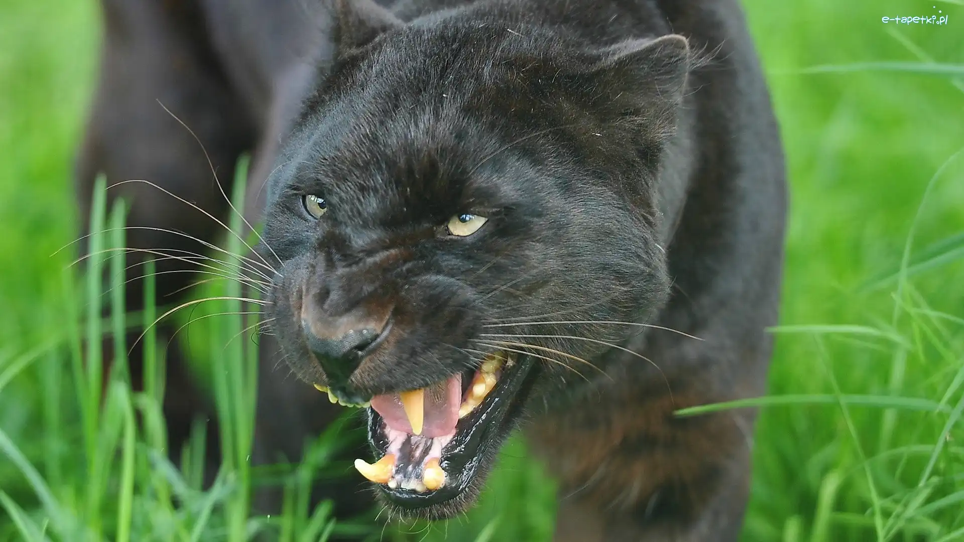 Trawa, Łąka, Puma