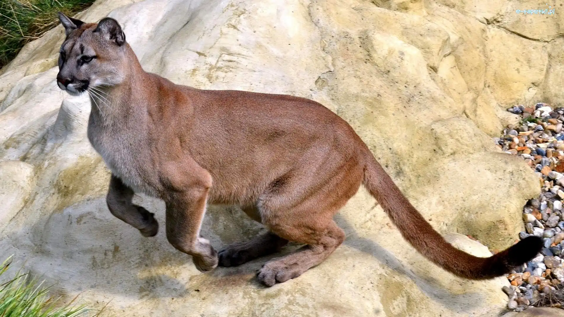 Skok, Puma