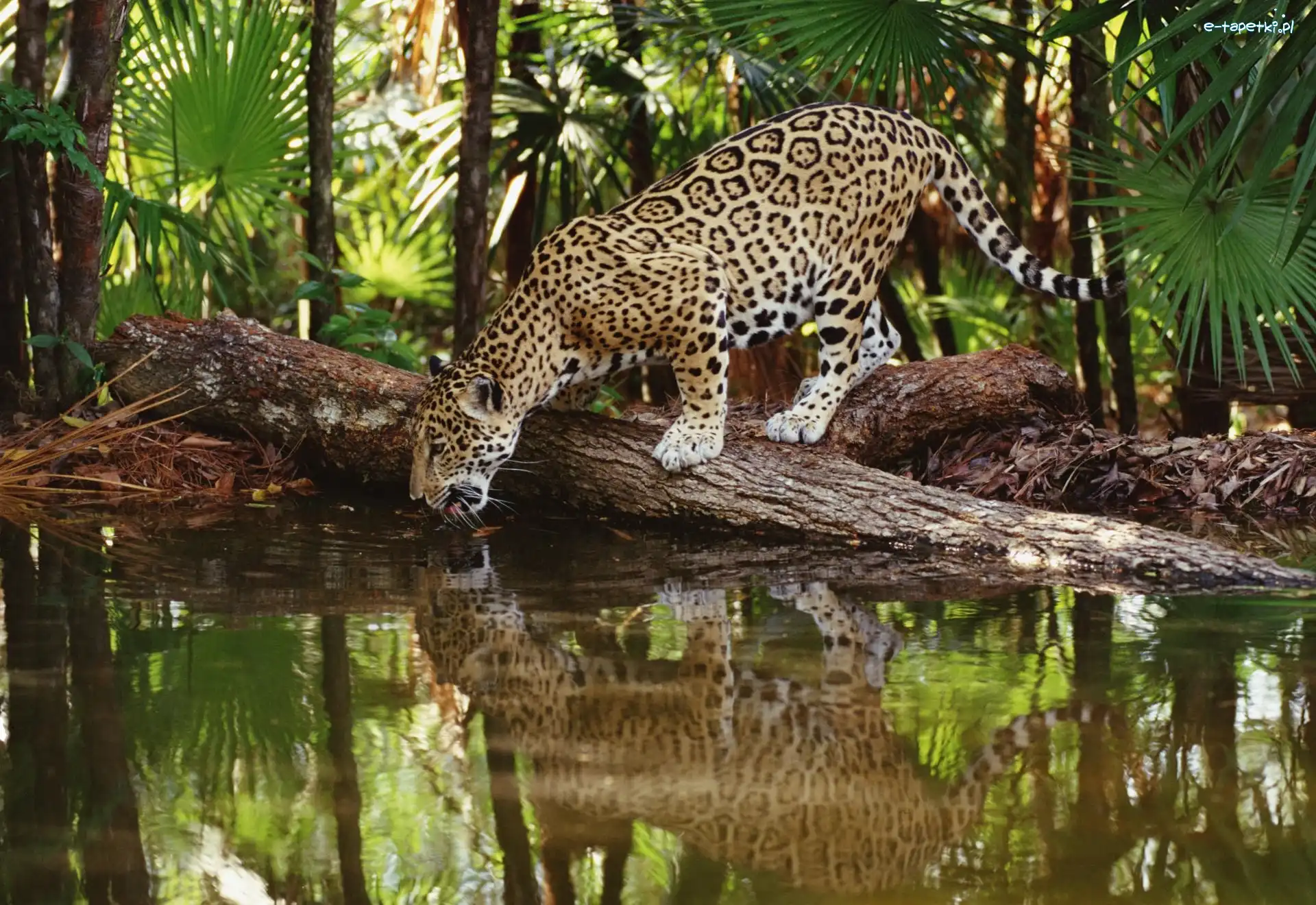 Woda, Kłoda, Jaguar