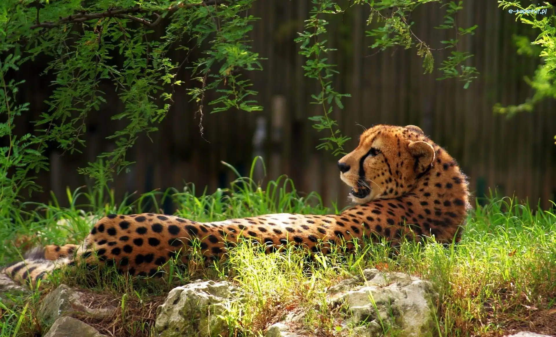 Kamienie, Trawa, Gepard