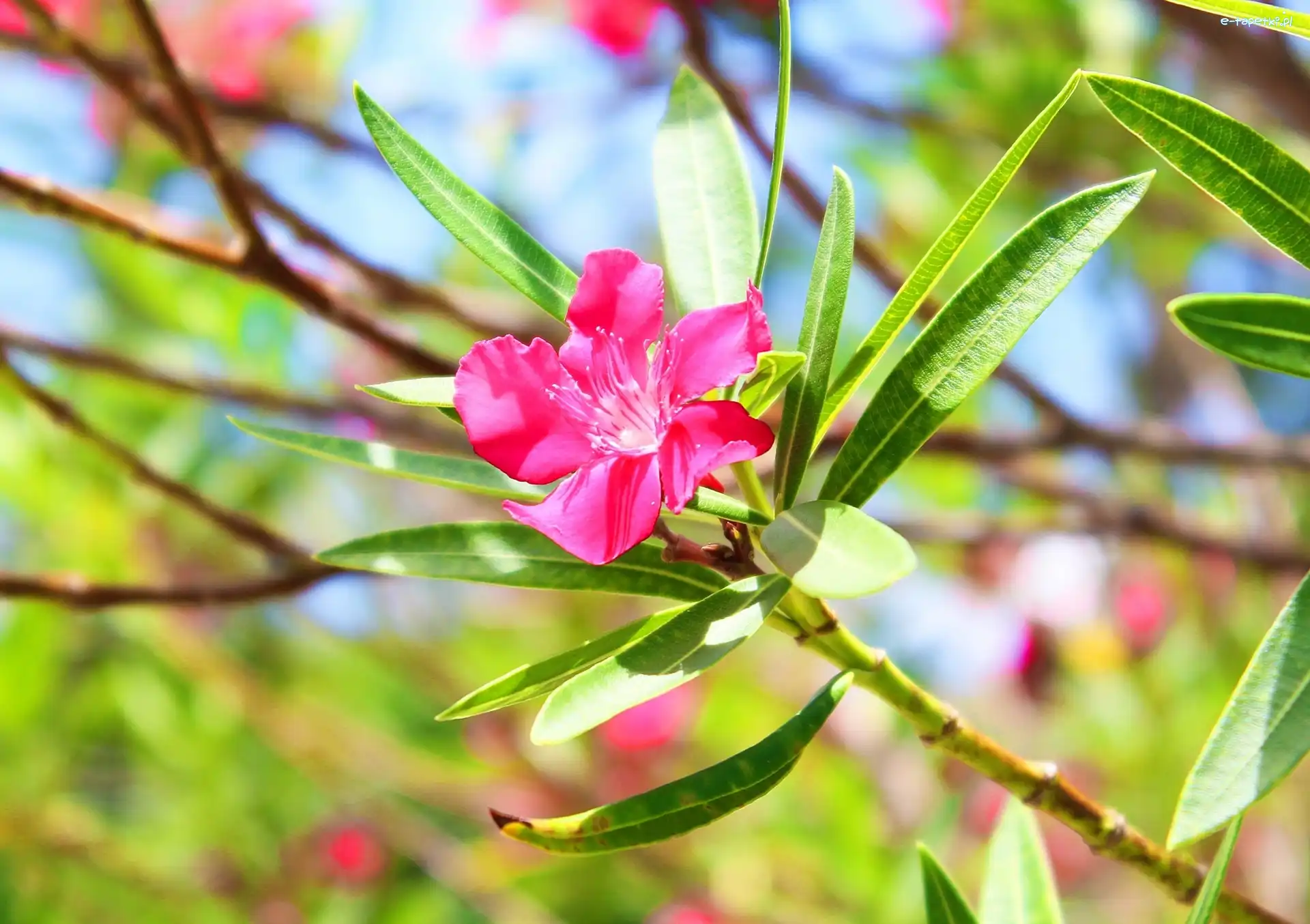 Oleander, Kwiat, Różowy
