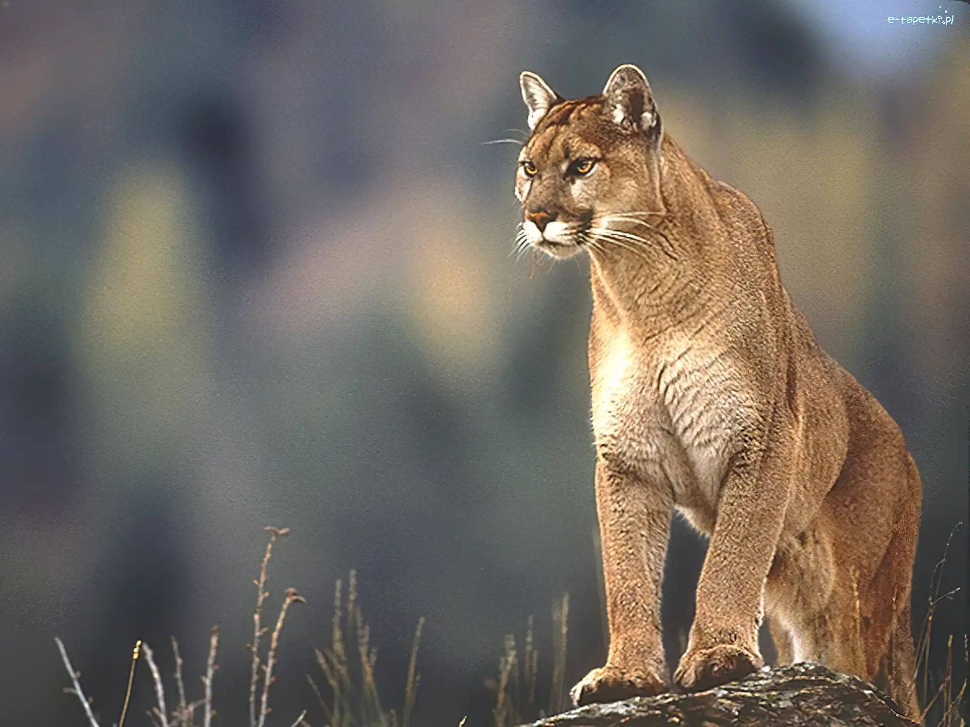Puma