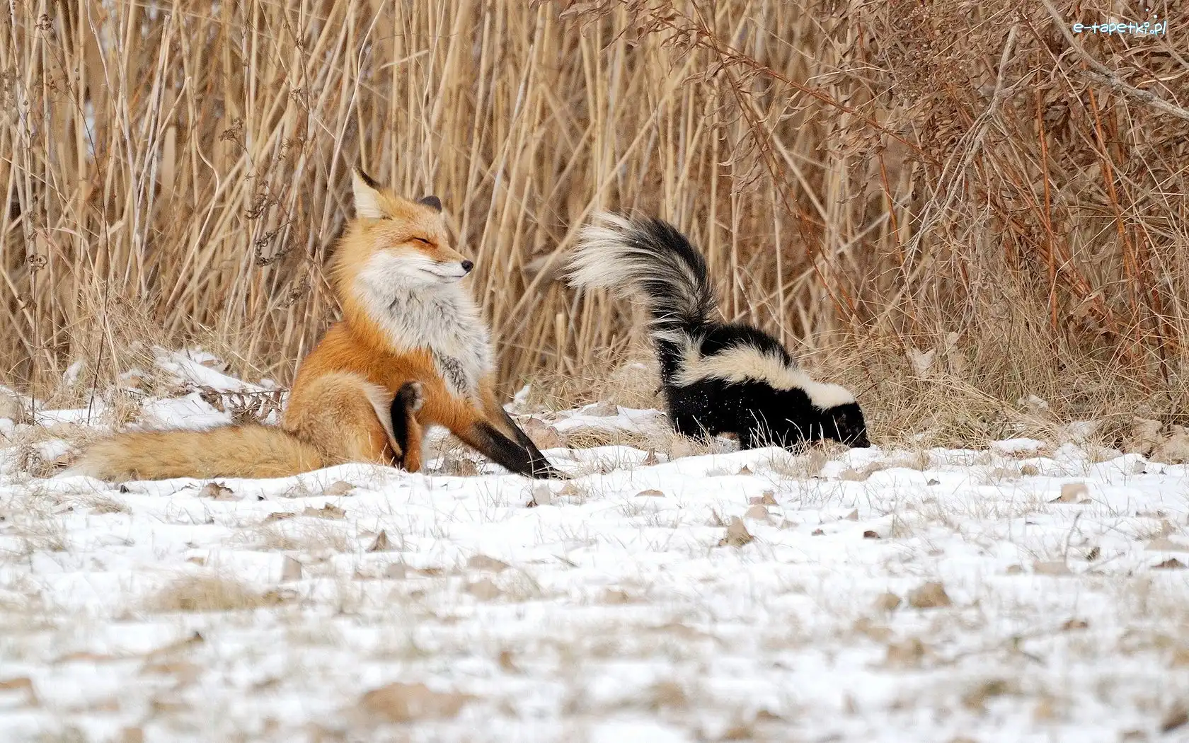 Skunks, Lis