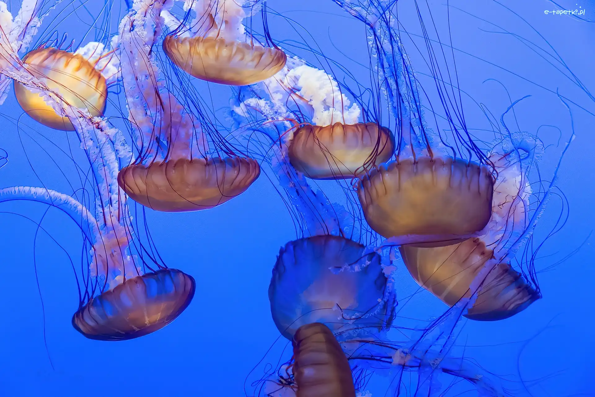 Meduzy