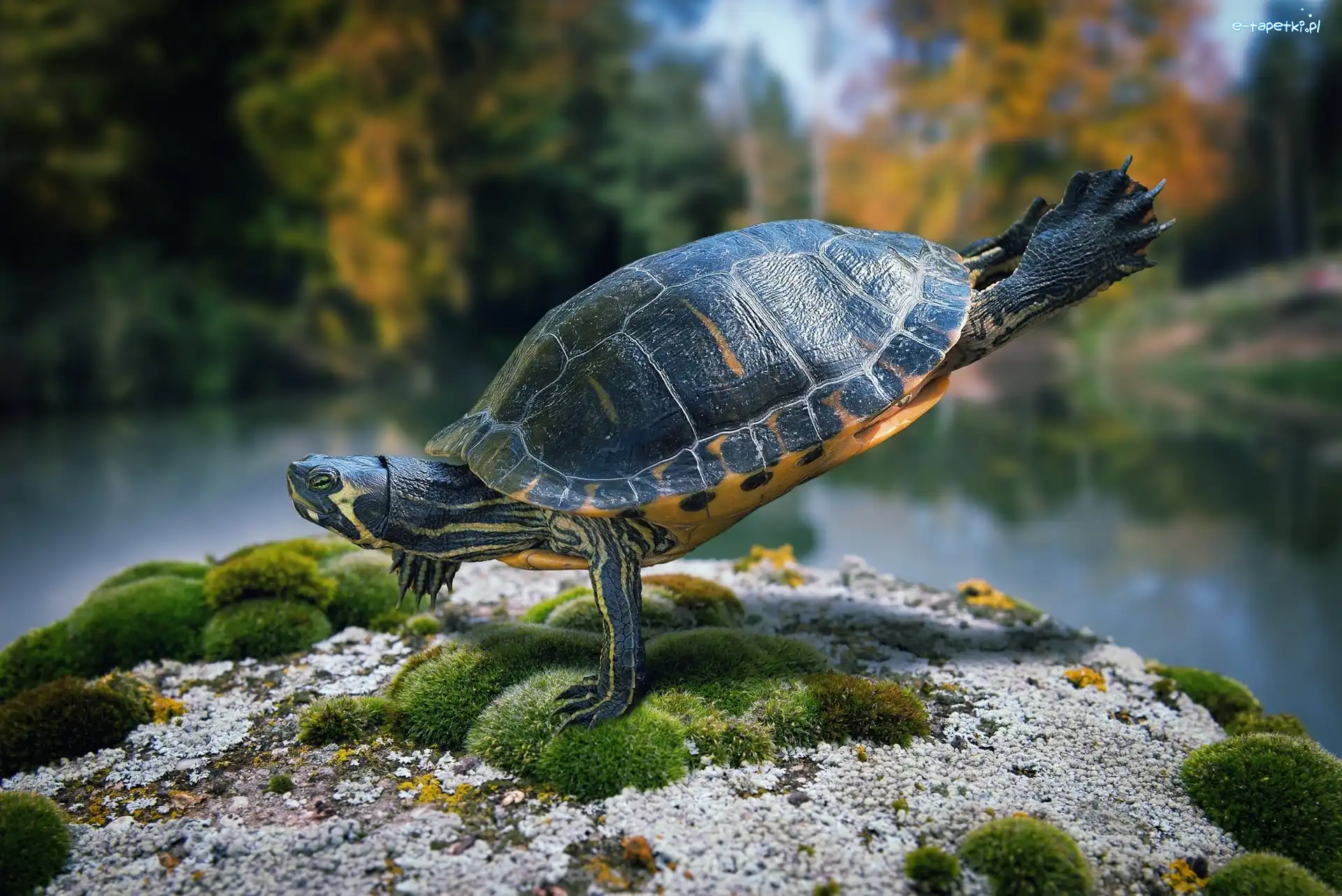 Akrobata, Mech, Kamień, Żółw