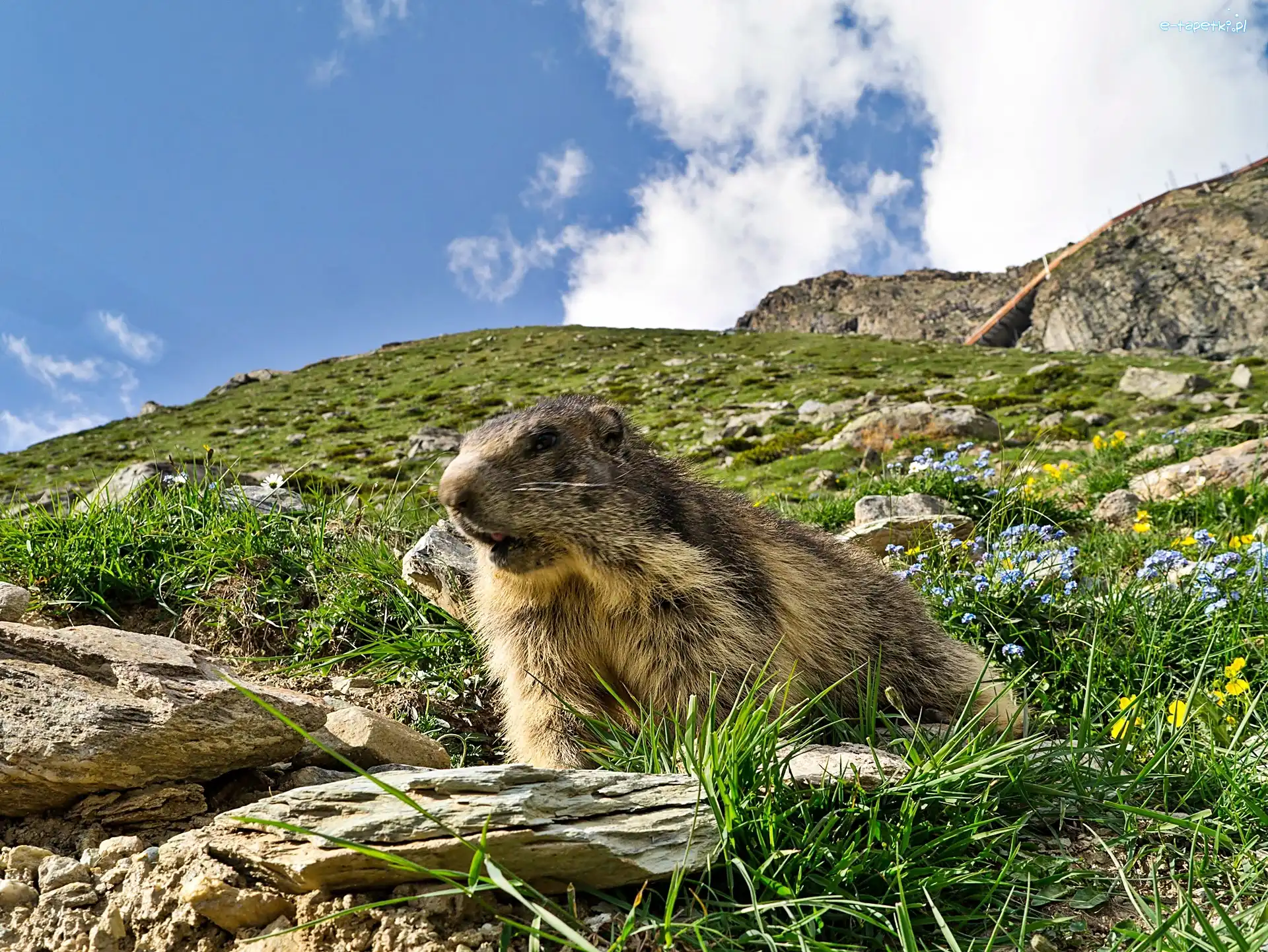 Łąka, Świstak, Alpejska, Obłoki, Głazy