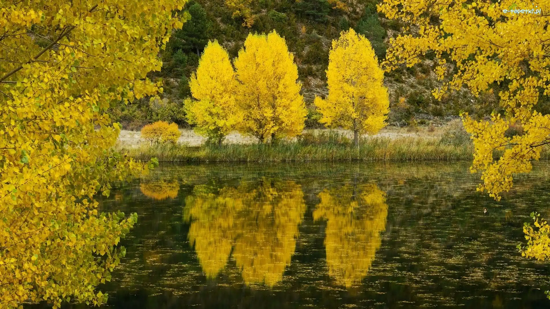 Odbicie, Jezioro, Drzewa